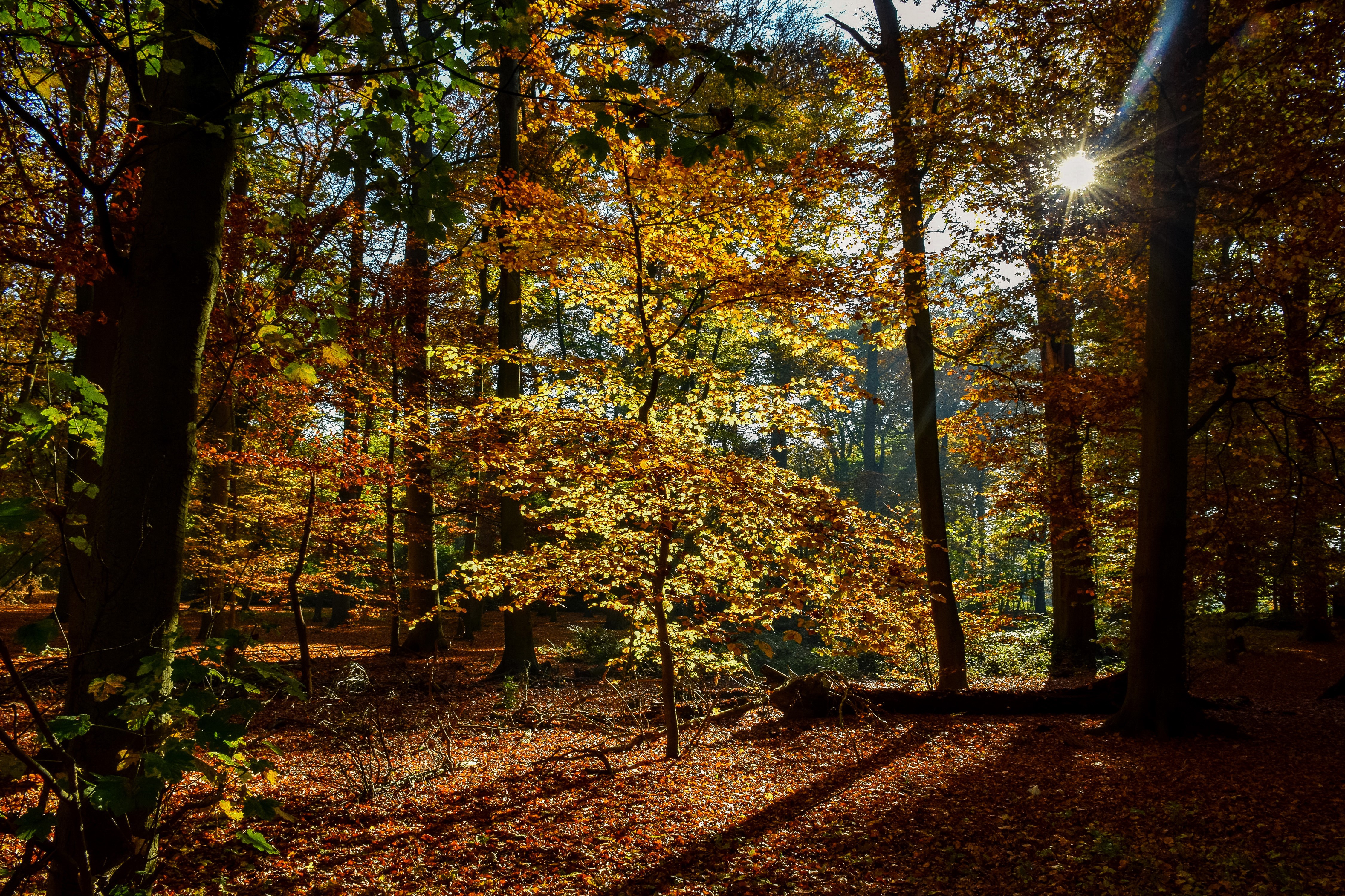 Autumn forest with sunbeams filtering through trees HD Wallpaper