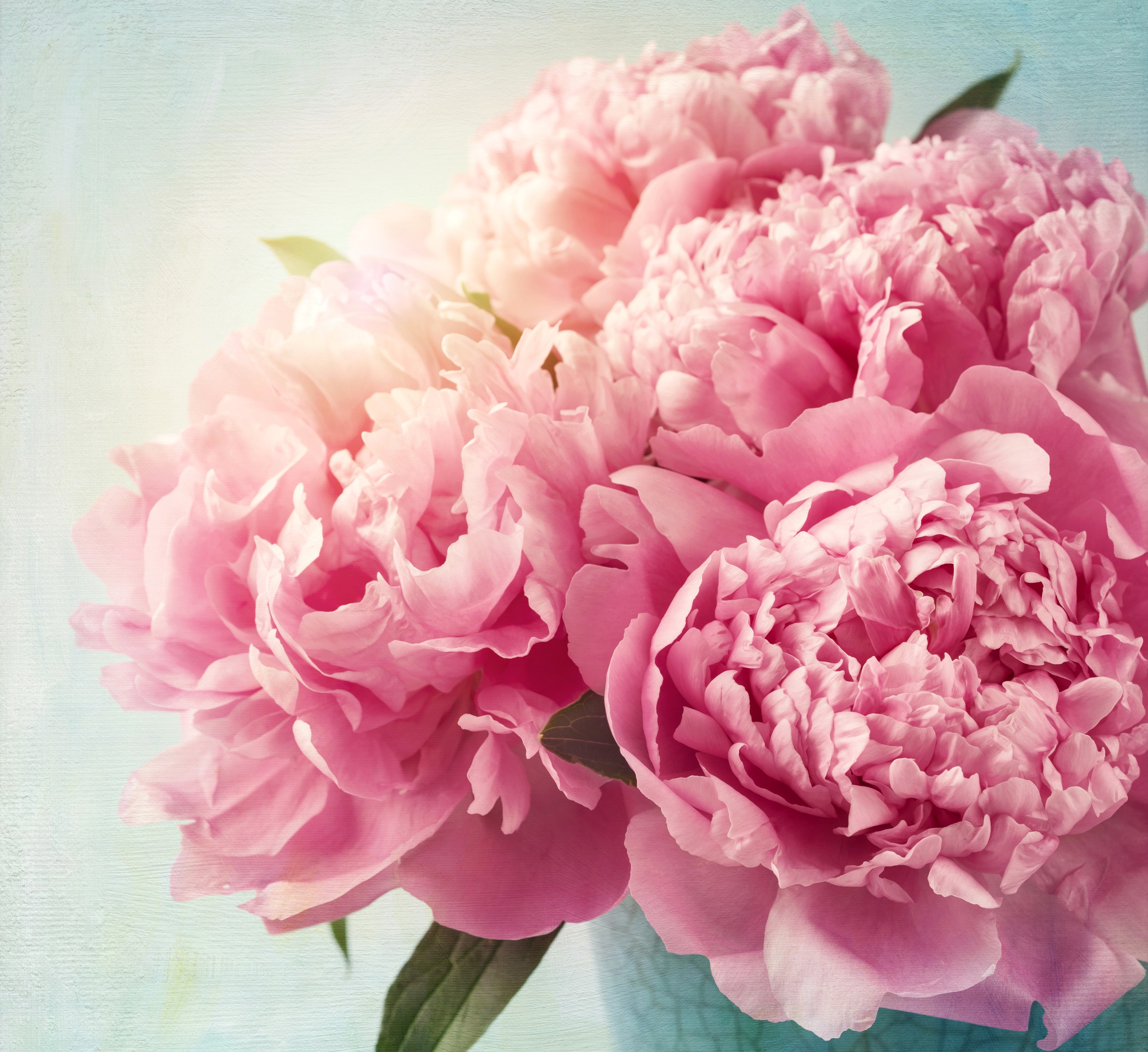 Pink Peonies in a Vase HD Wallpaper