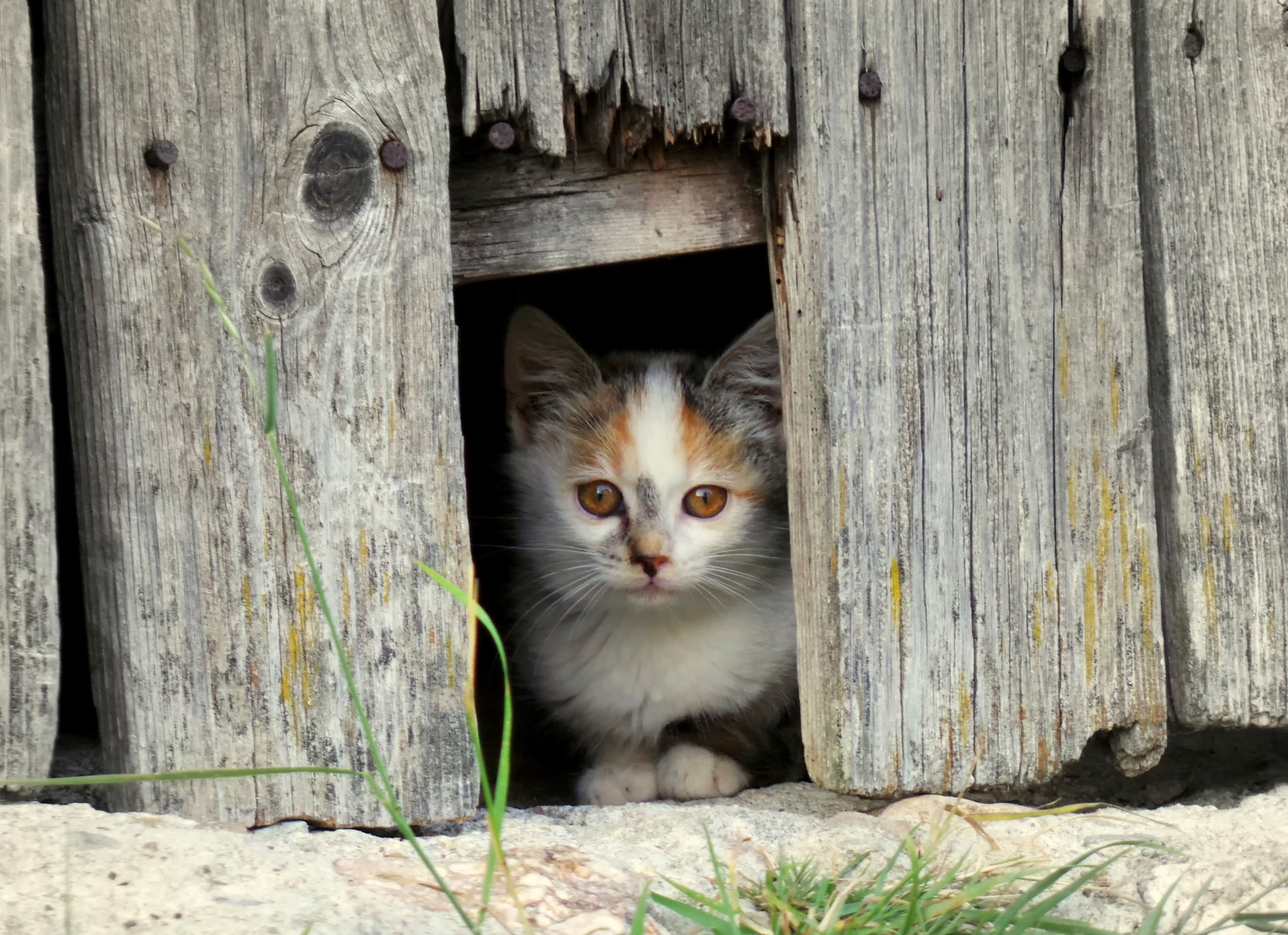 Kitten peeking through a wooden fence opening HD Wallpaper
