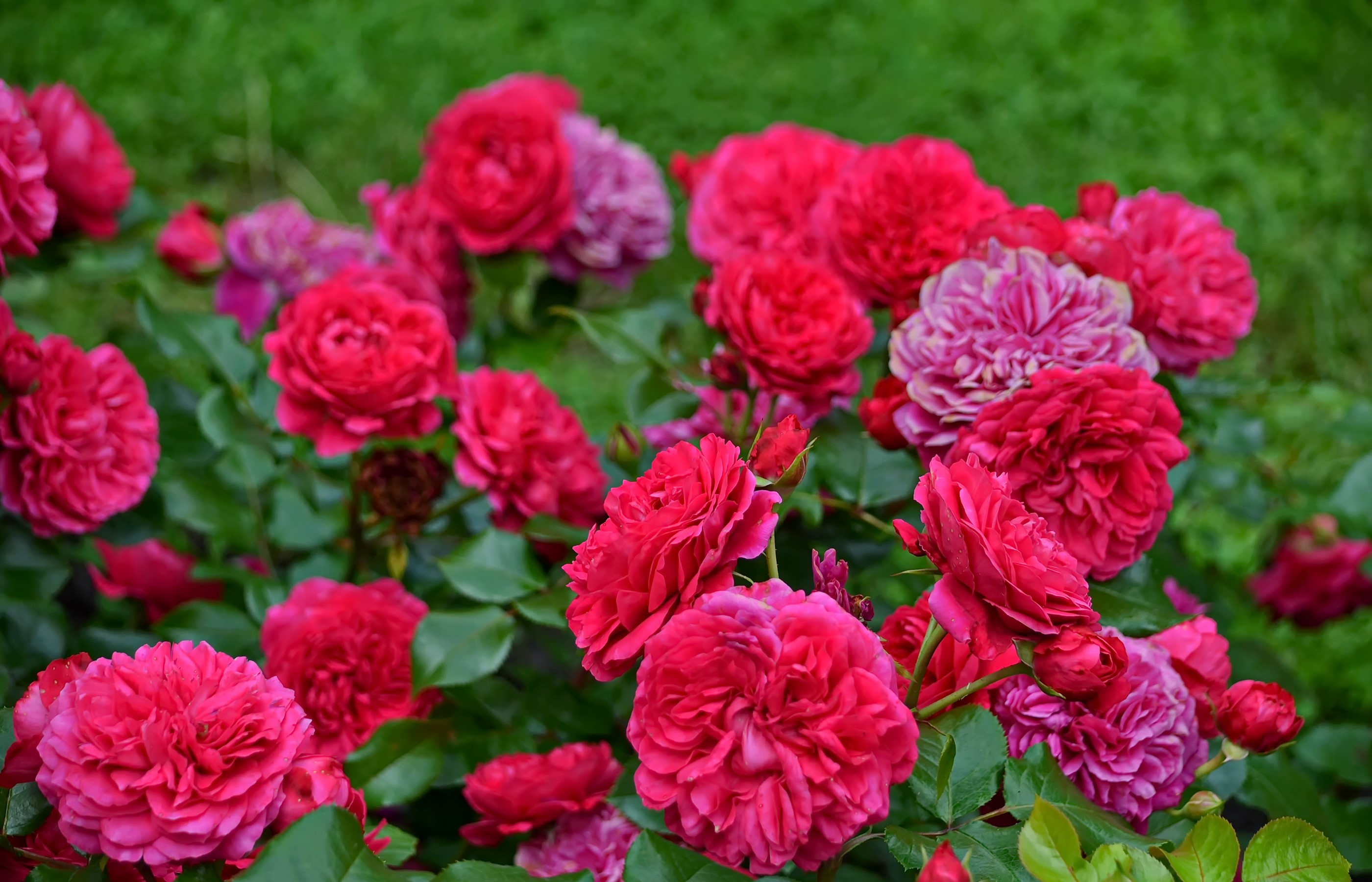 Close-up of red and pink roses in a garden HD Wallpaper