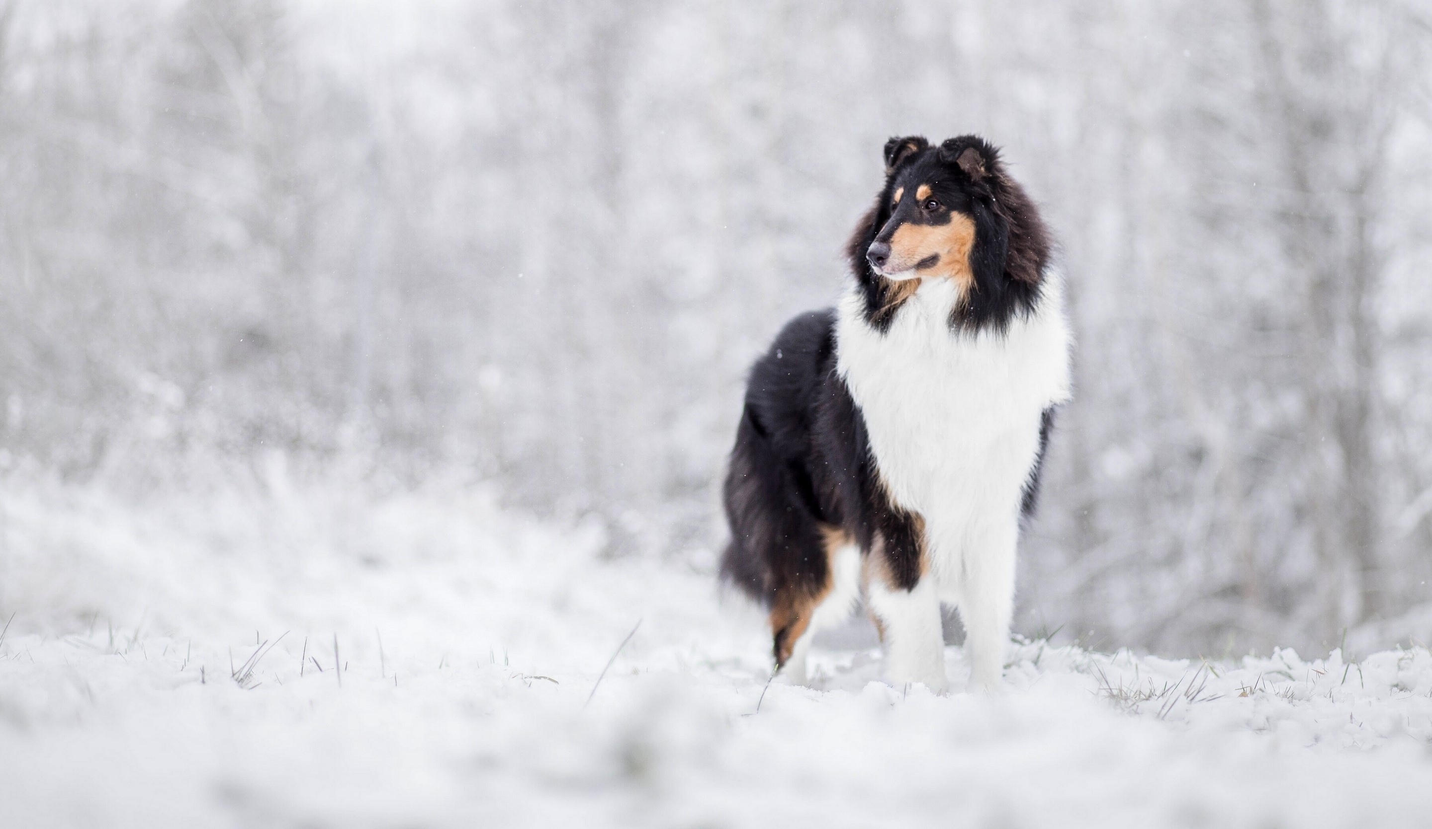 Tricolor Collie standing in the snow HD Wallpaper