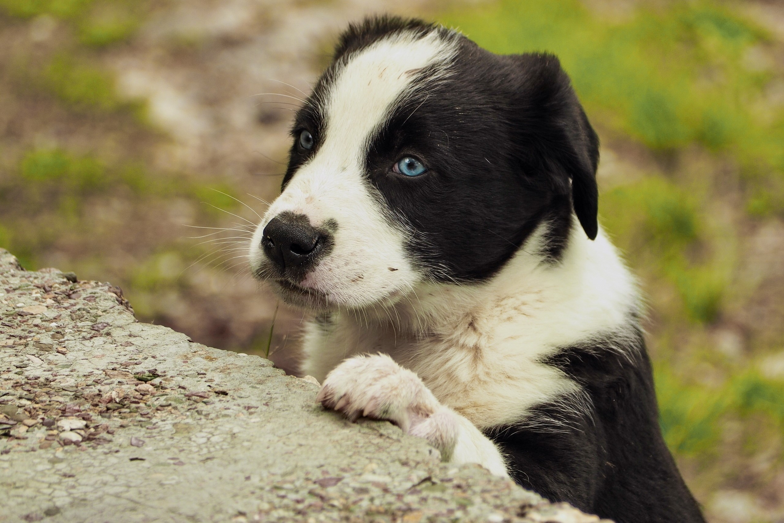 Black and white border collie puppy with blue eyes HD Wallpaper