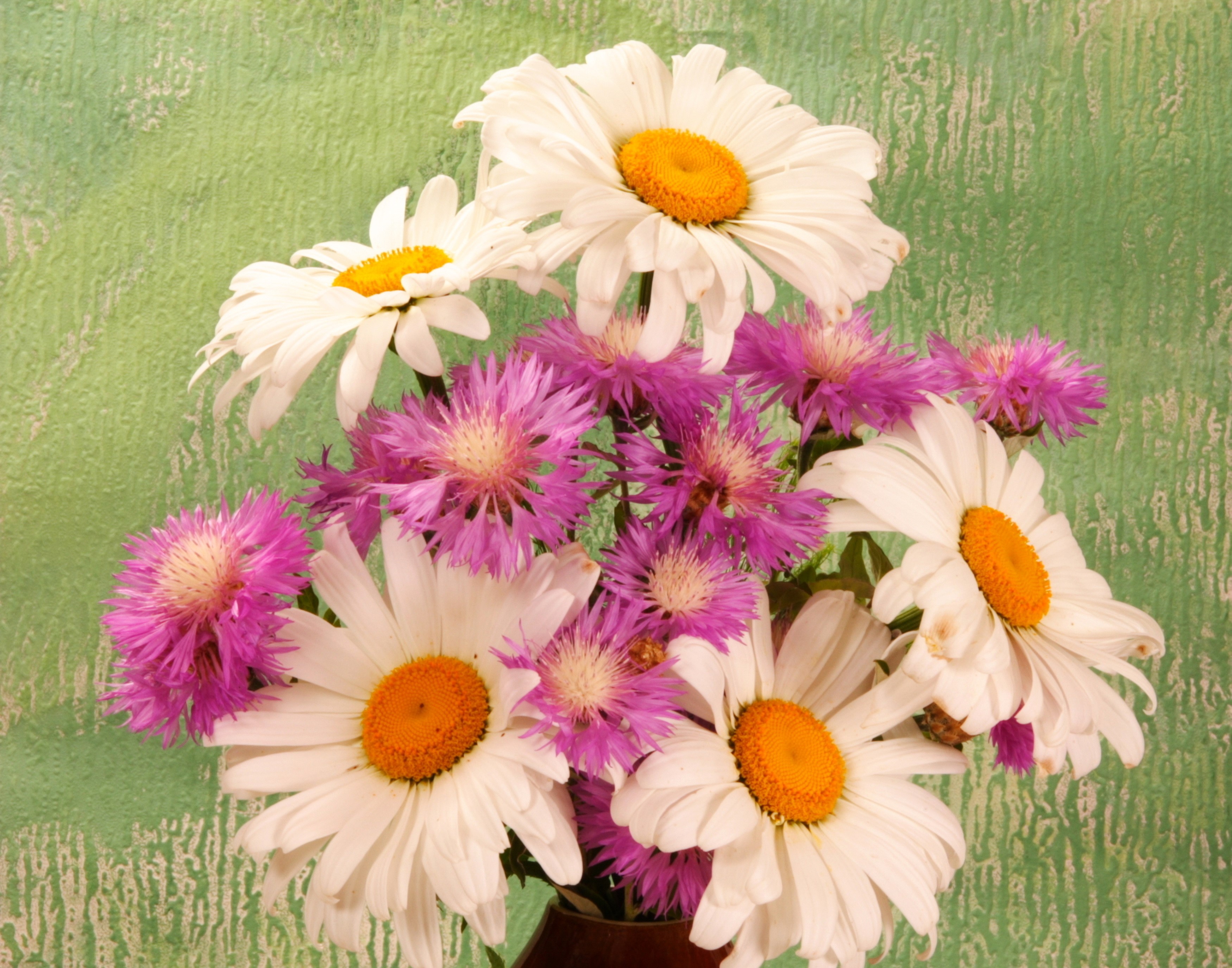 Bouquet of Camomiles and Cornflowers HD Wallpaper