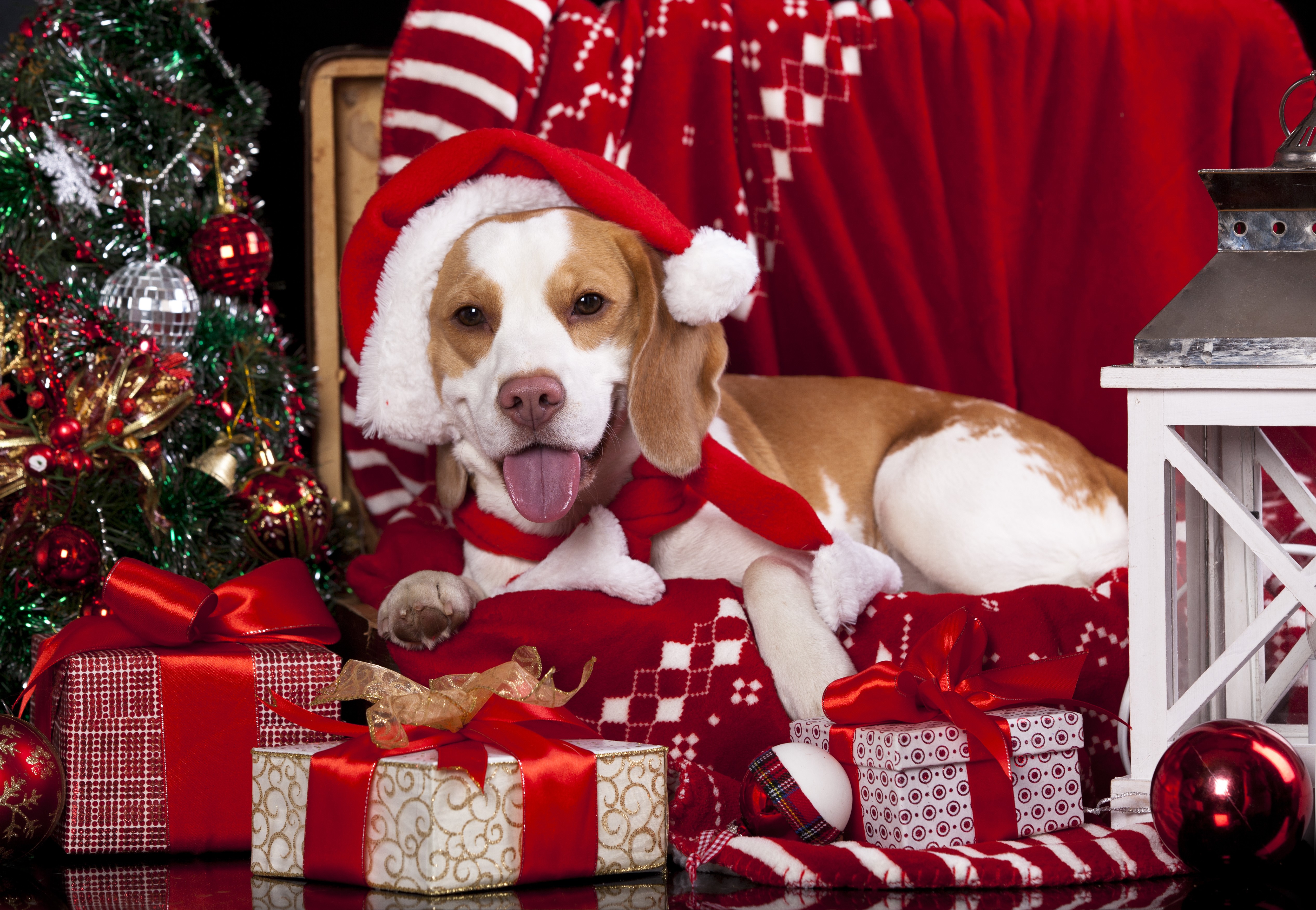 Beagle dog wearing Santa hat with Christmas gifts HD Wallpaper