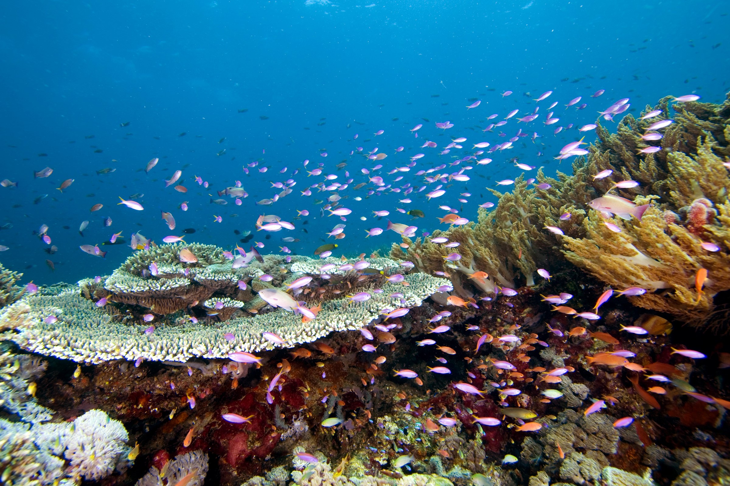 Underwater coral reef teeming with colorful fish HD Wallpaper