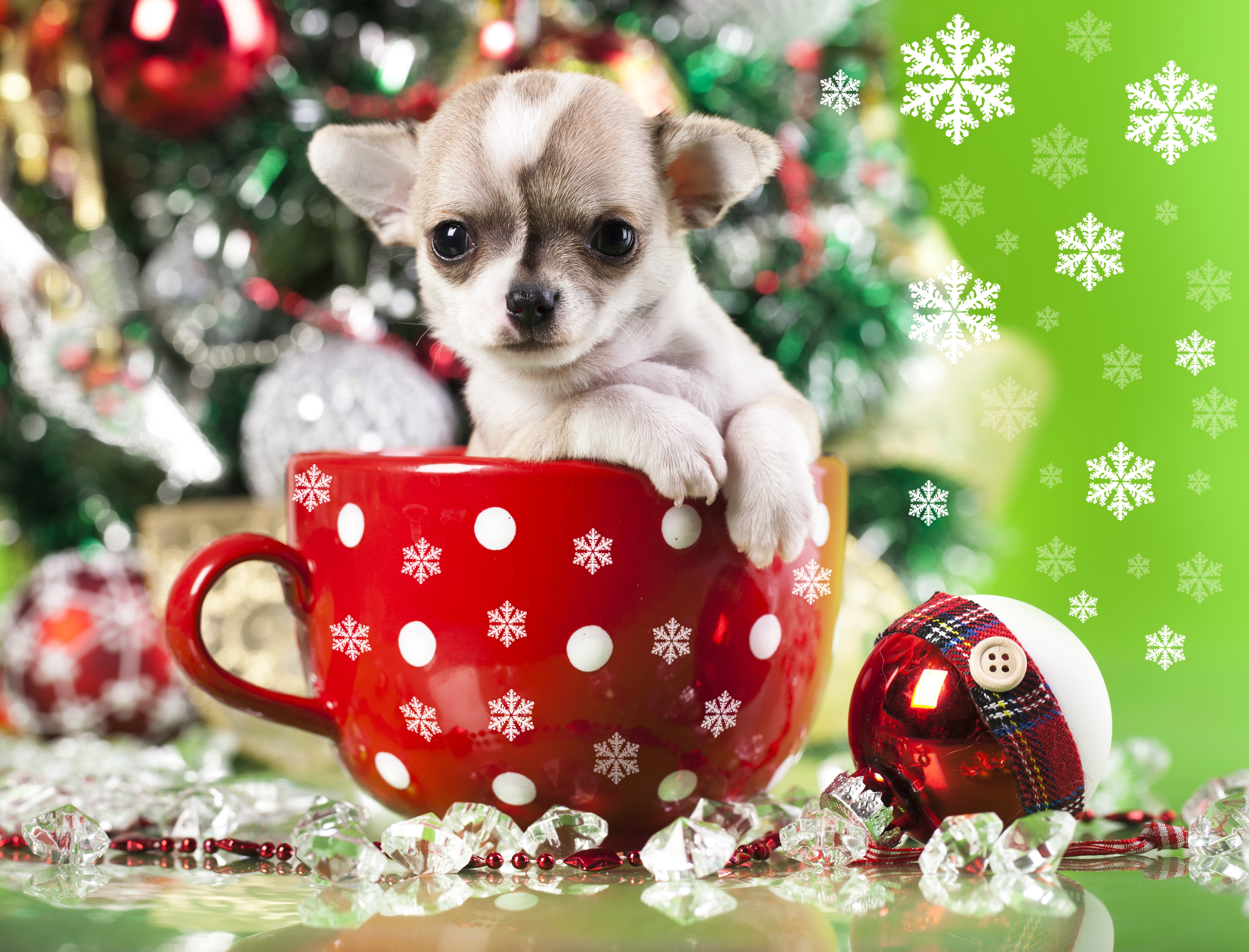 Chihuahua puppy in a Christmas mug HD Wallpaper