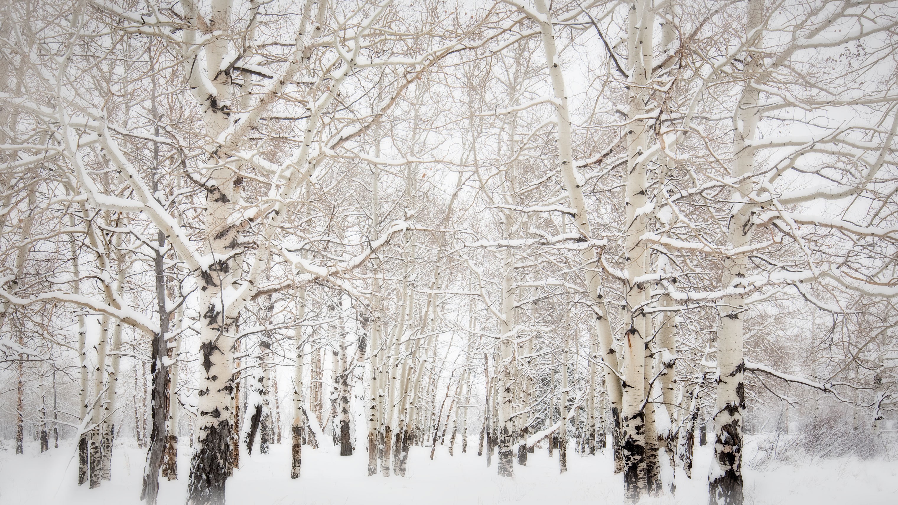 Aspen trees covered in snow in a forest HD Wallpaper