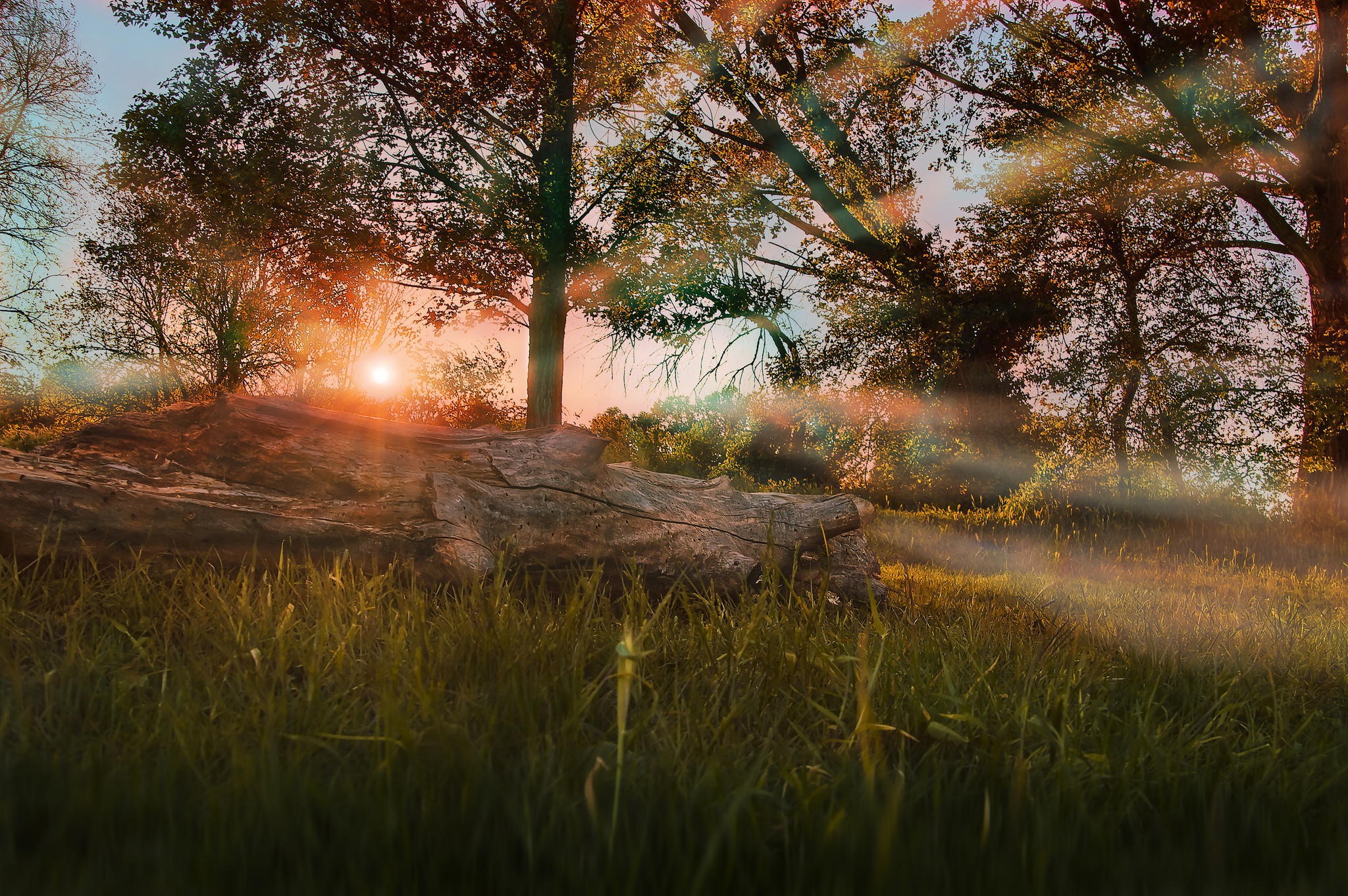 Sunlight filtering through trees onto a fallen log in autumn HD Wallpaper