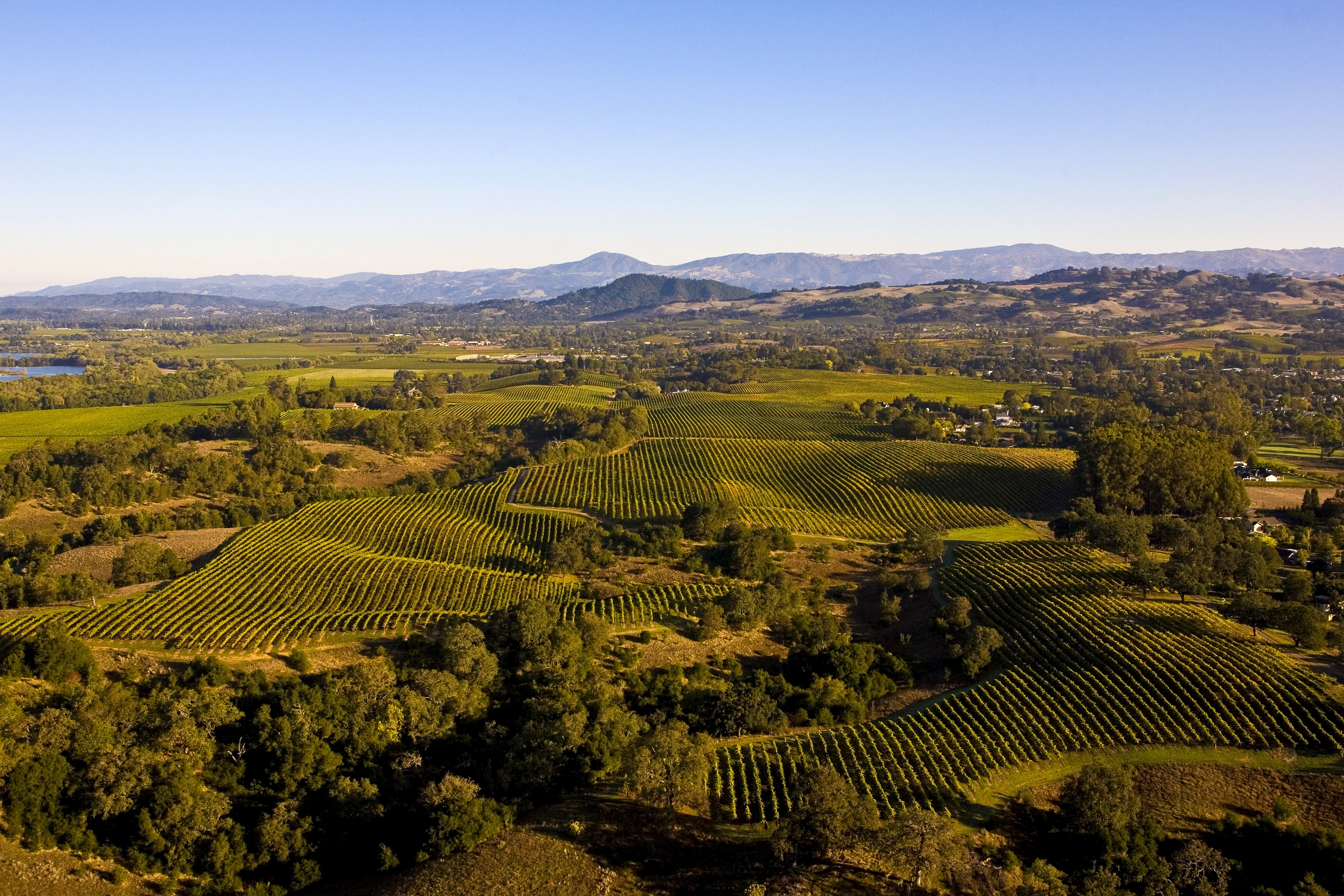 Vineyard in California, USA HD Wallpaper