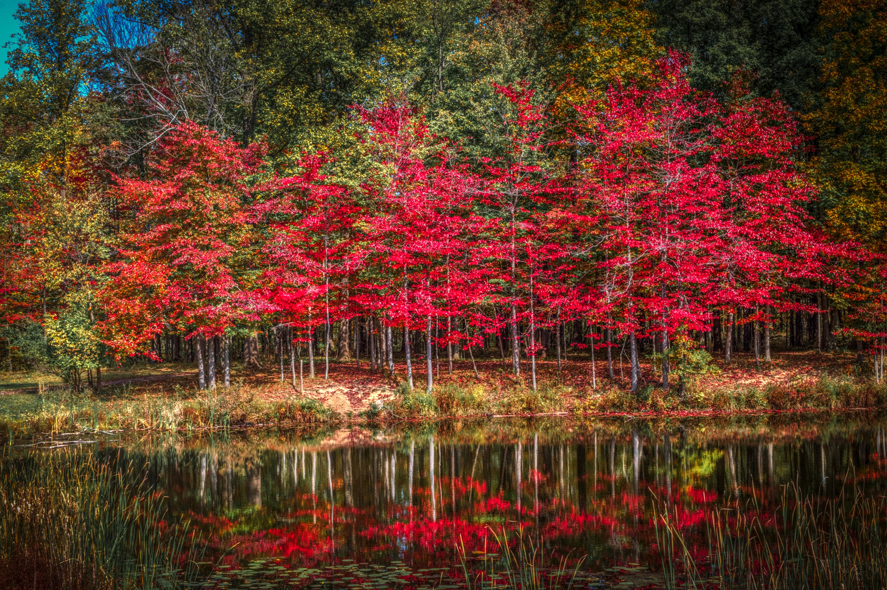Autumn trees with red leaves reflected in a pond HD Wallpaper