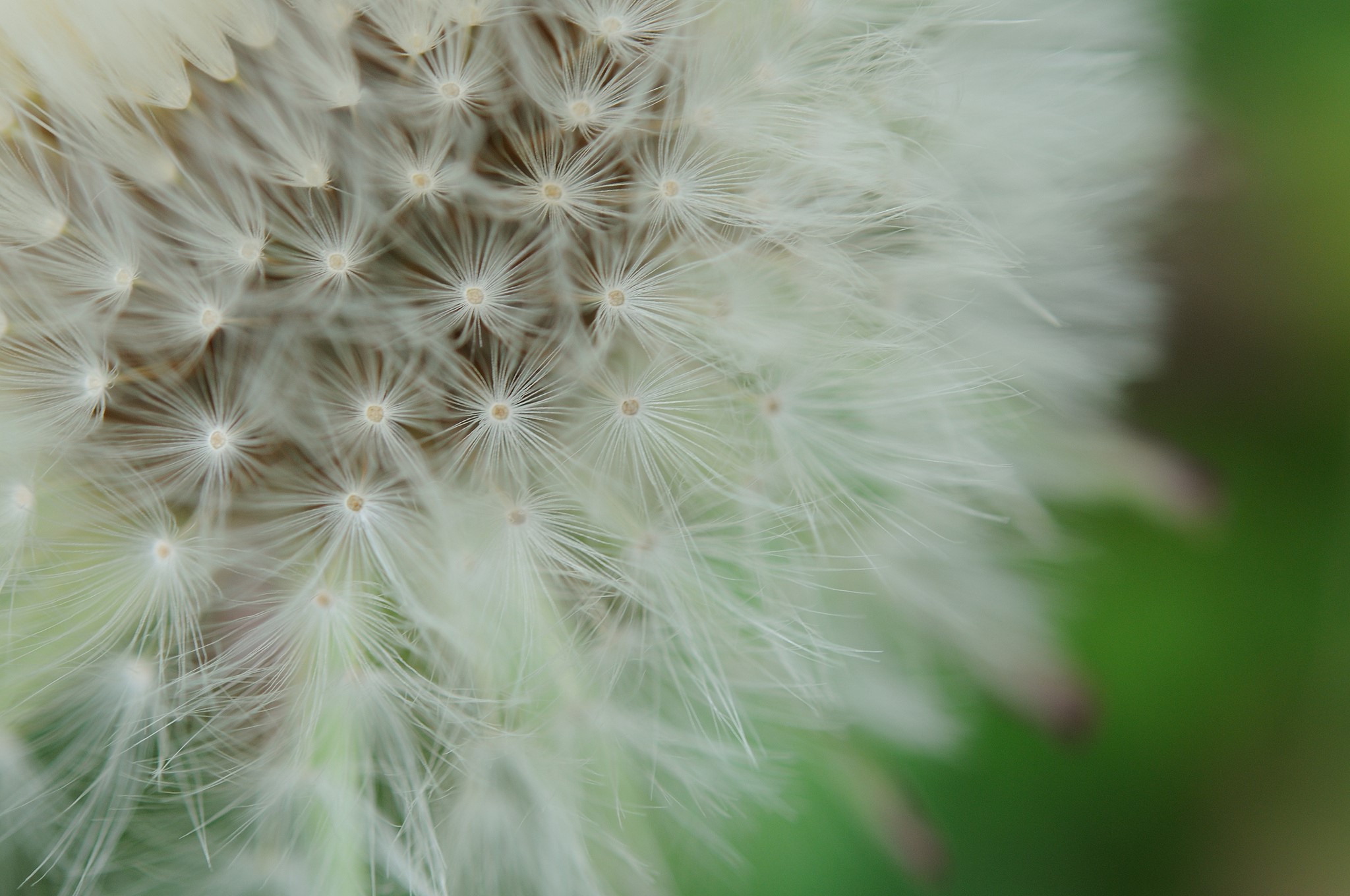 Close-up of a Dandelion seed head HD Wallpaper