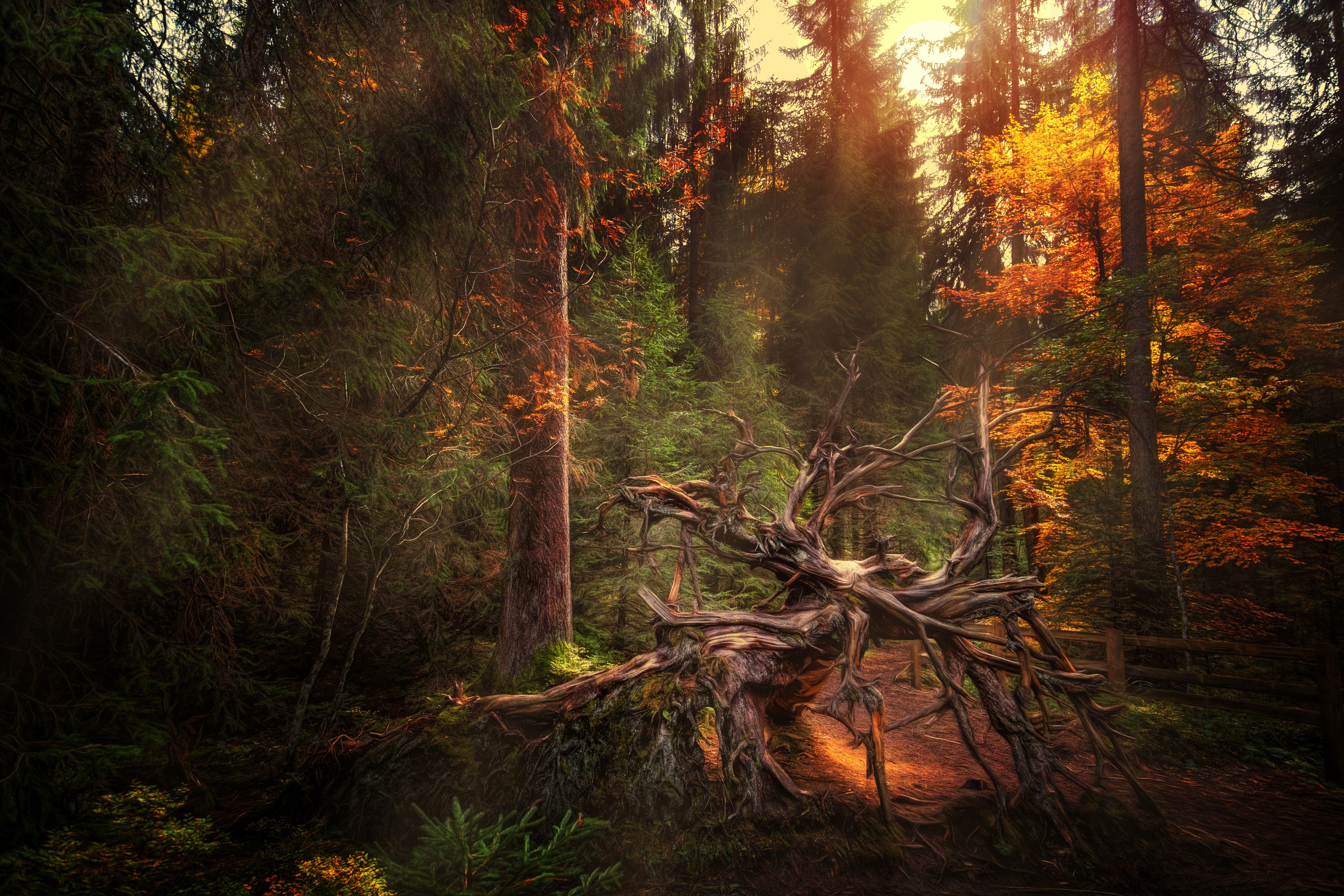 Uprooted tree in an autumn forest HD Wallpaper