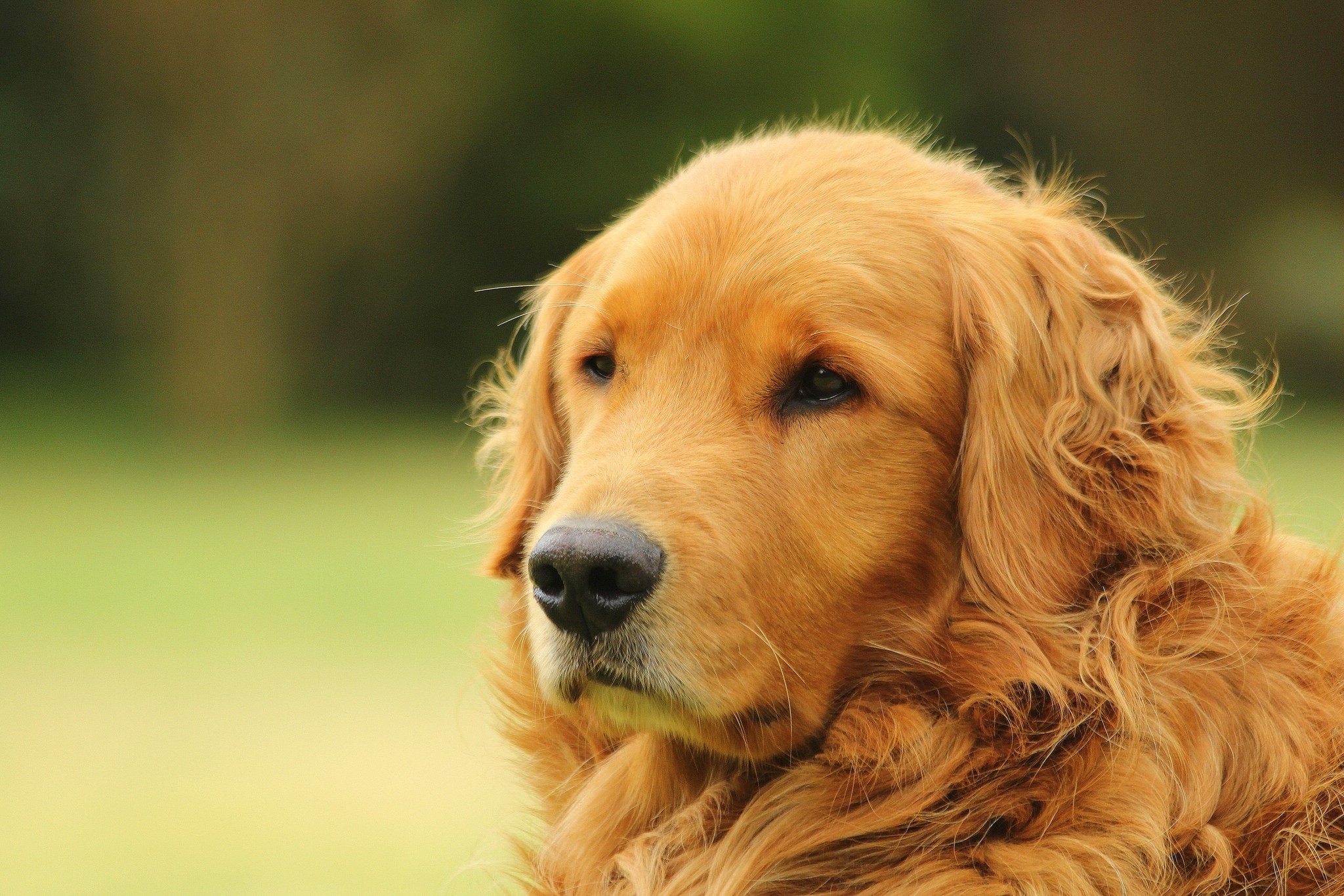 Golden Retriever dog looking to the left HD Wallpaper