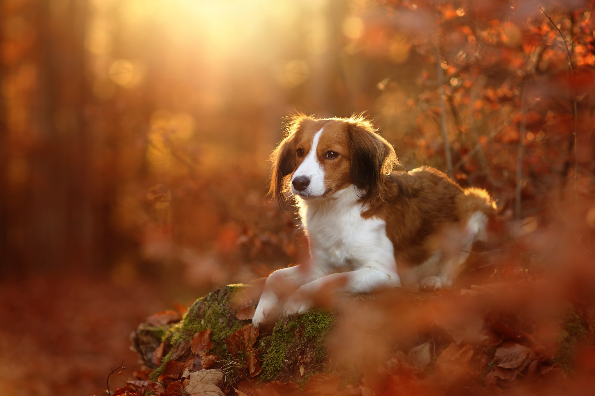 Kooikerhondje dog resting in autumn forest HD Wallpaper