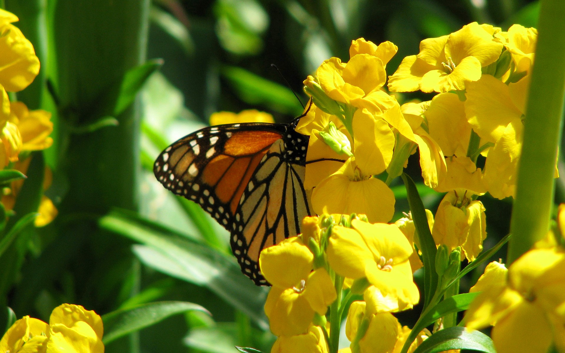 Monarch butterfly on yellow flowers HD Wallpaper