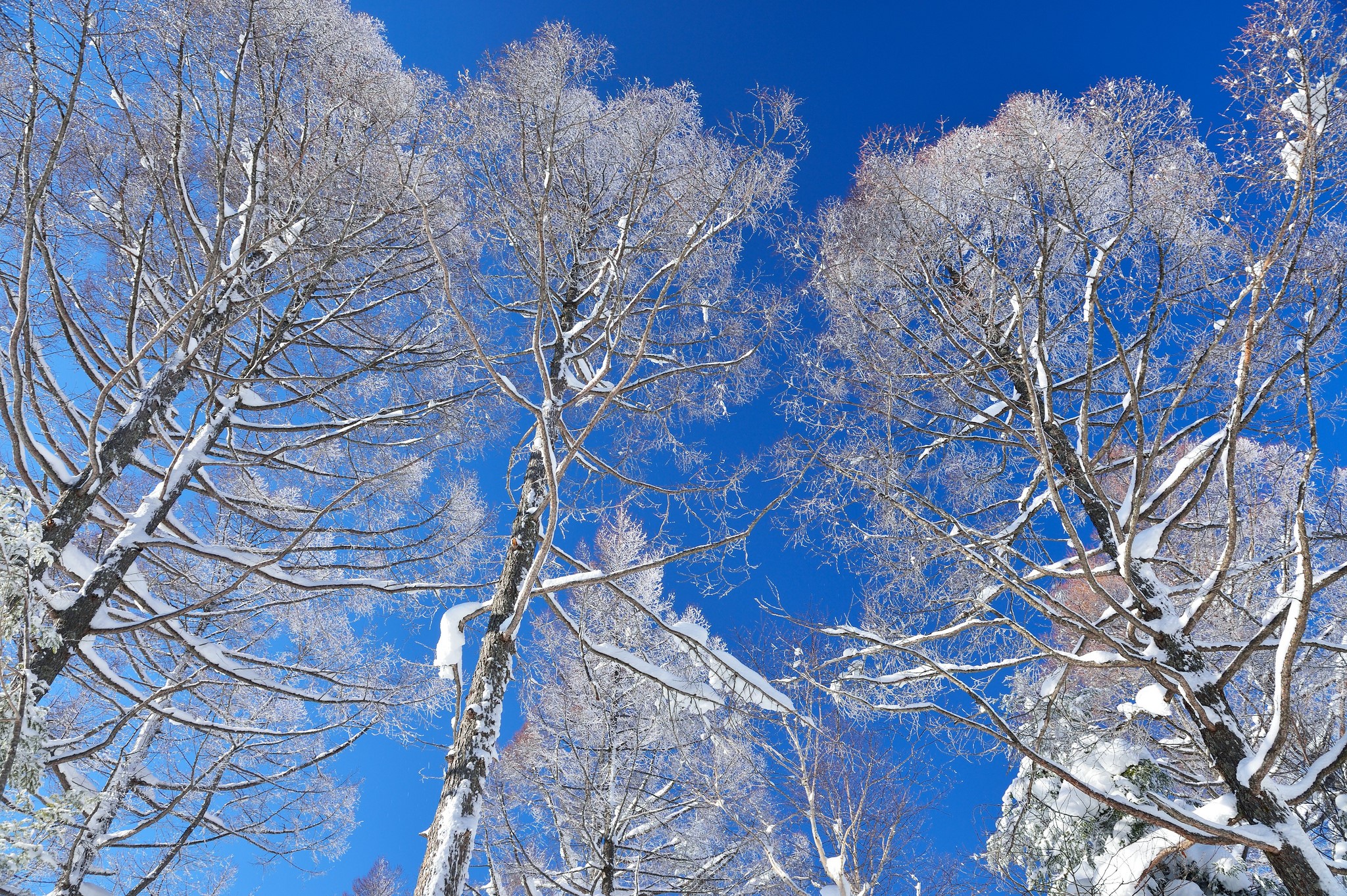 Snow-covered trees against a bright blue sky HD Wallpaper