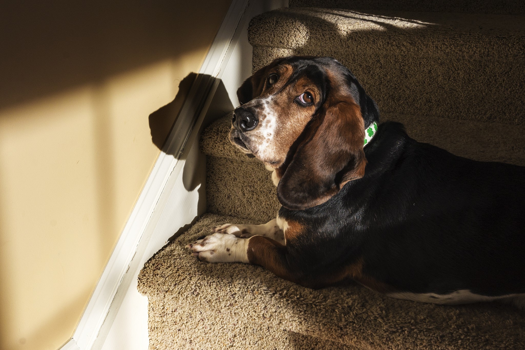 Basset Hound lying on carpeted stairs HD Wallpaper