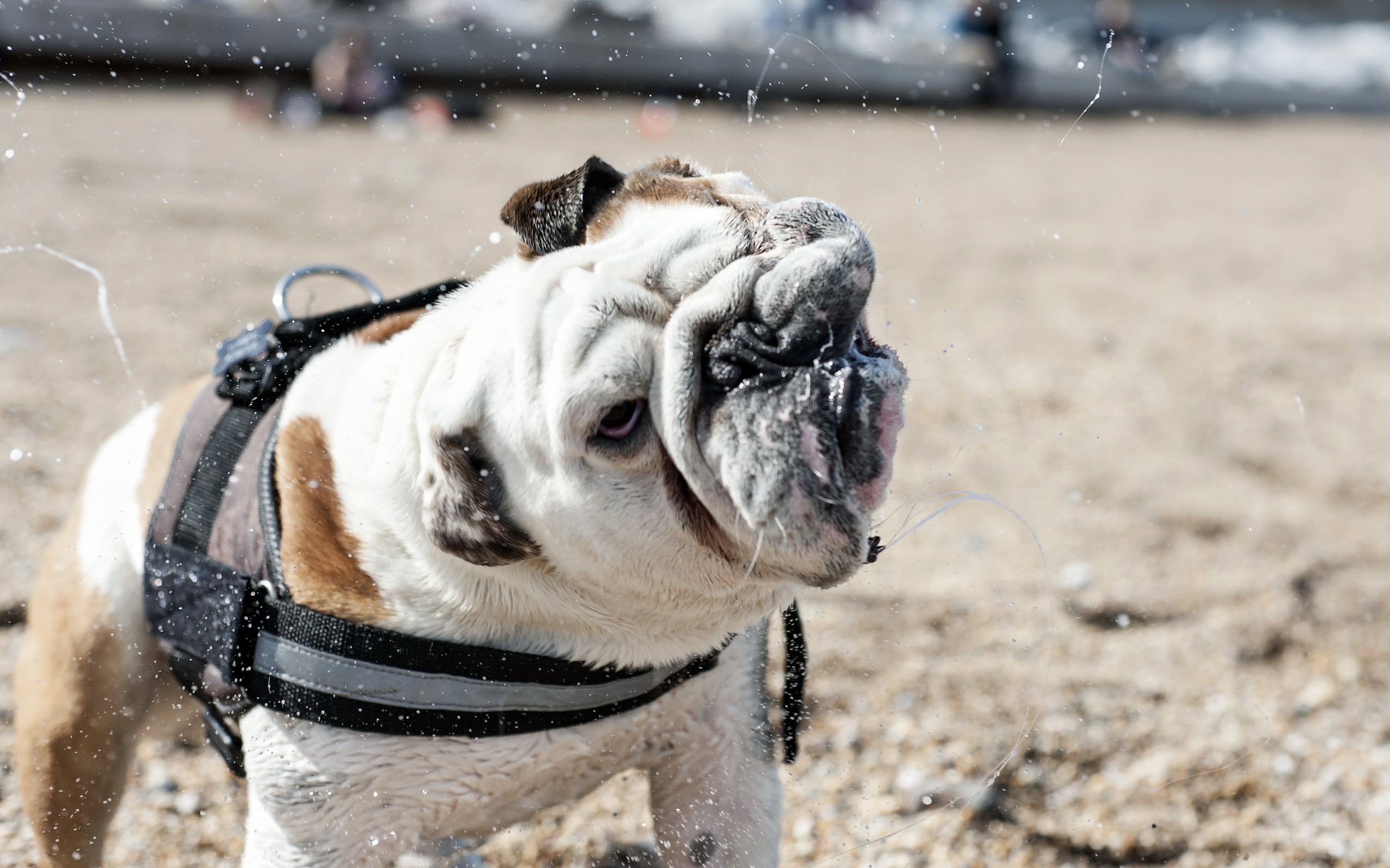 English Bulldog shaking water off at the beach HD Wallpaper