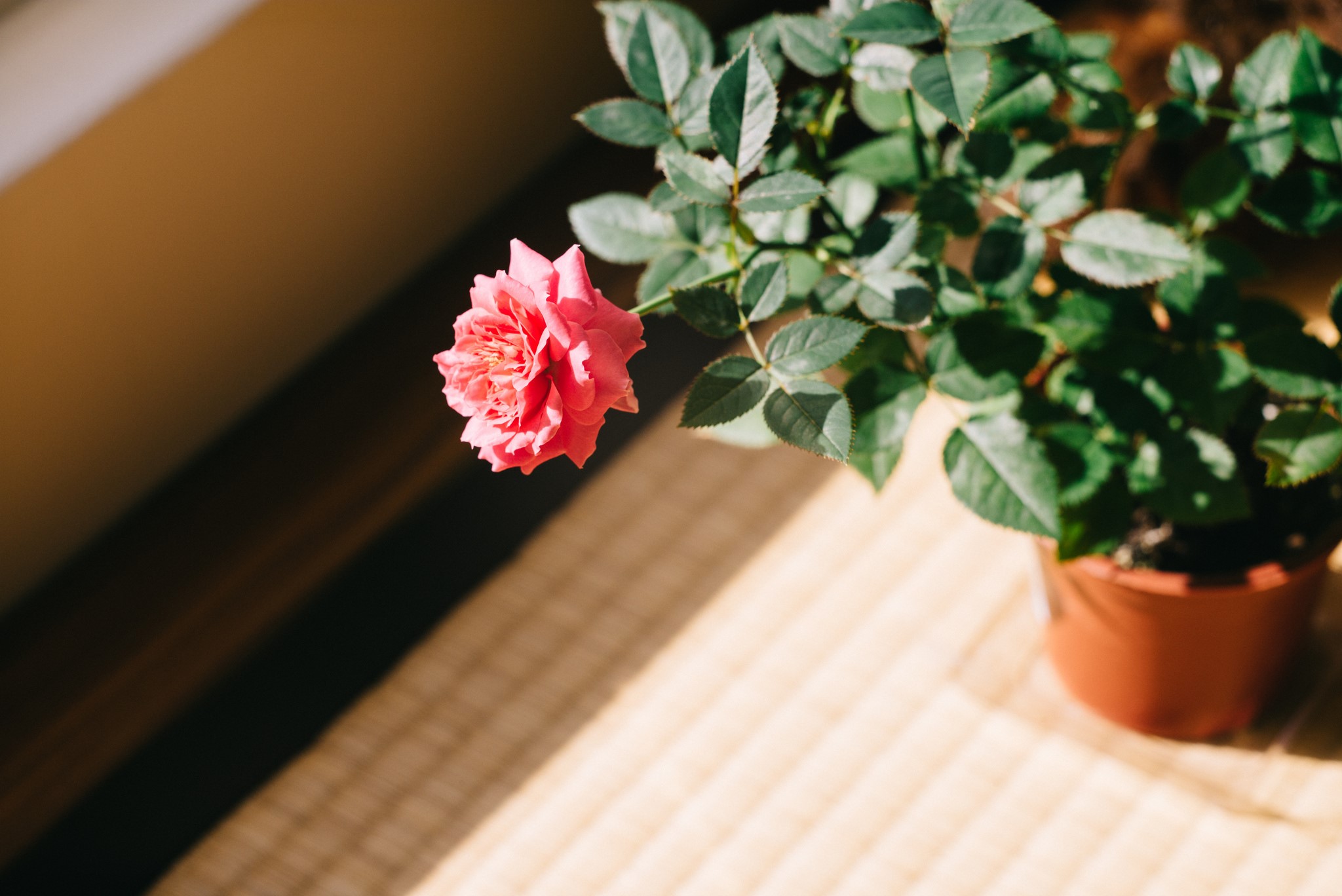Pink rose in a pot with green foliage HD Wallpaper