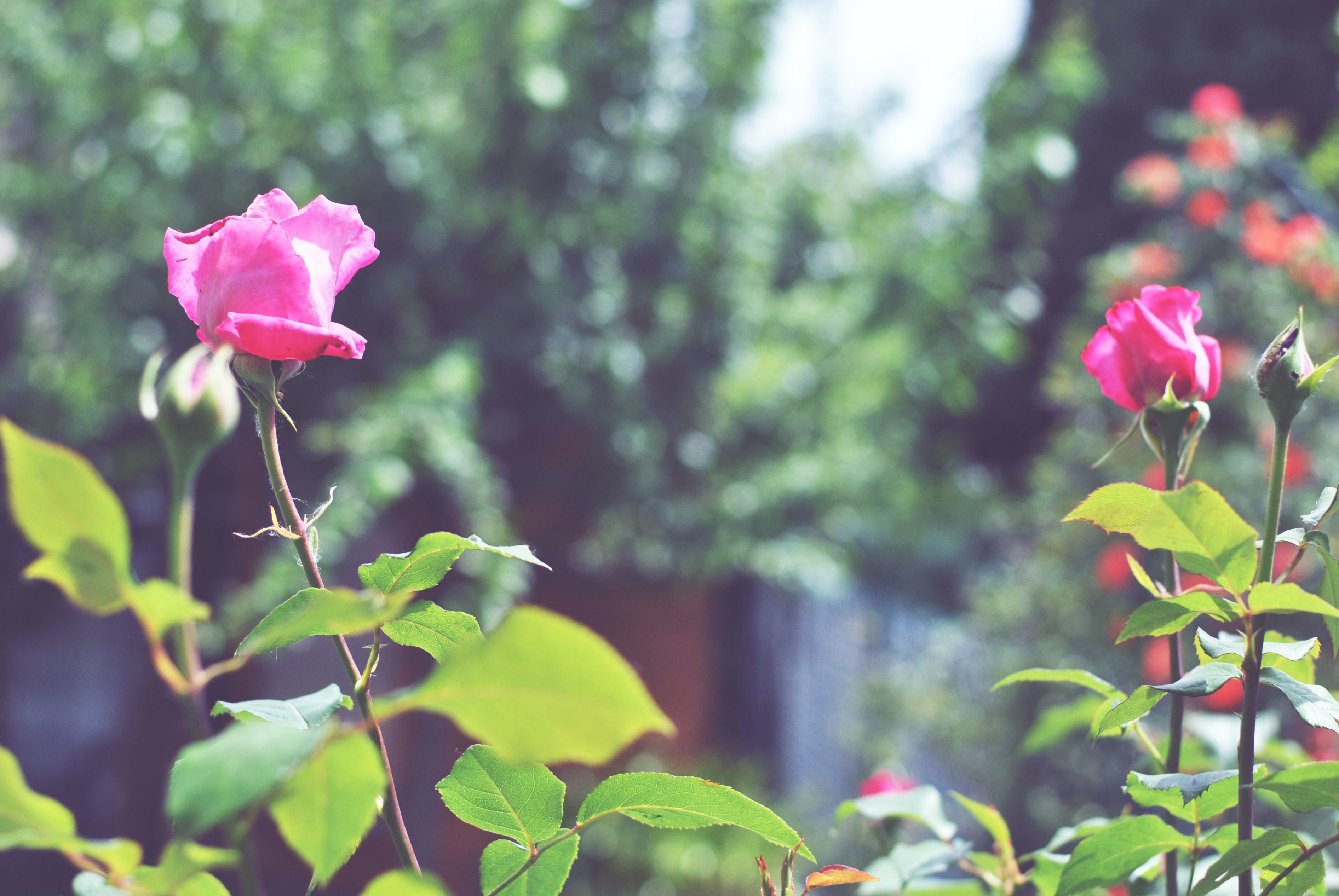 Pink Roses and Green Foliage in a Garden HD Wallpaper