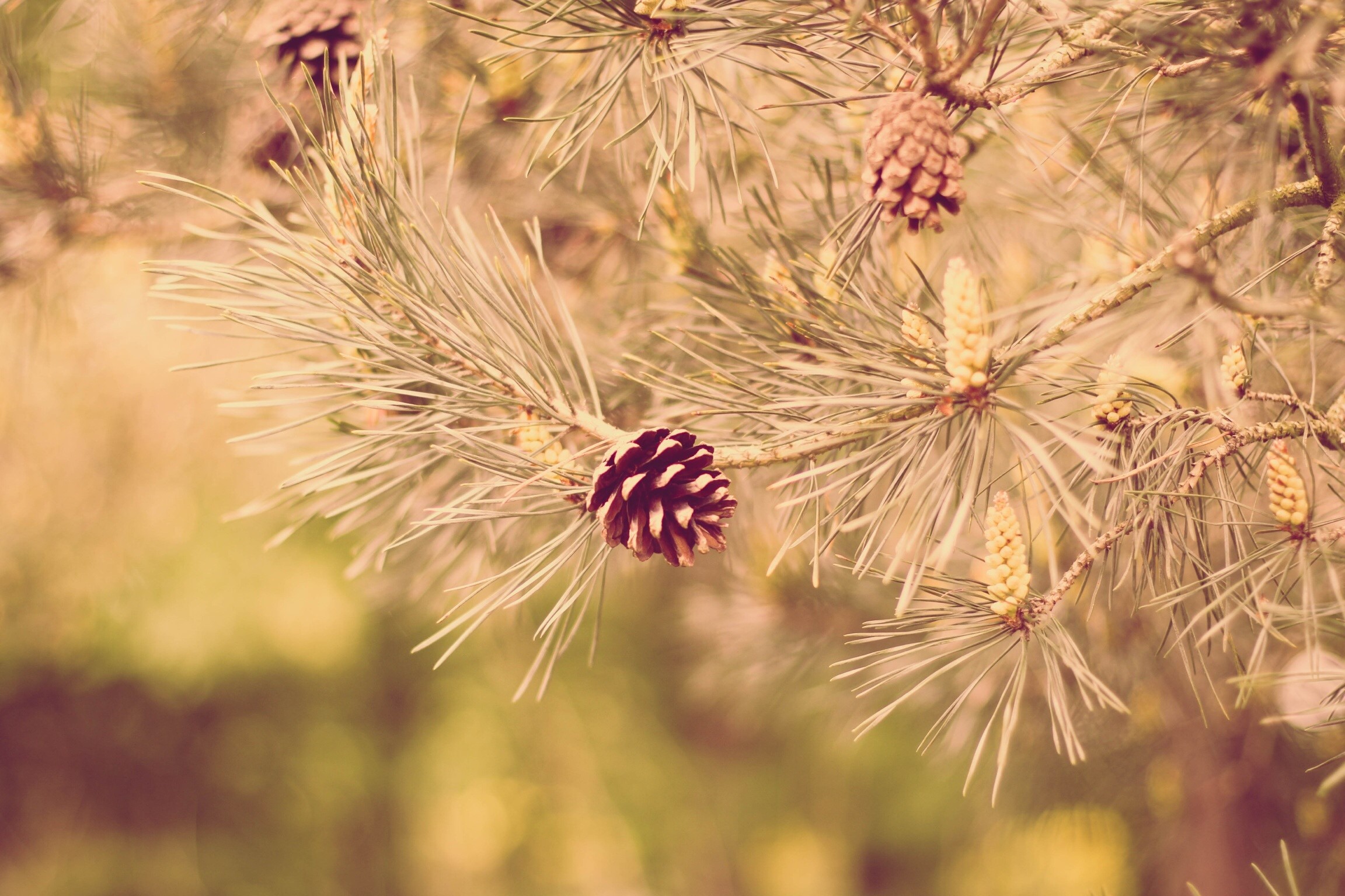 Pine cones on pine branches HD Wallpaper