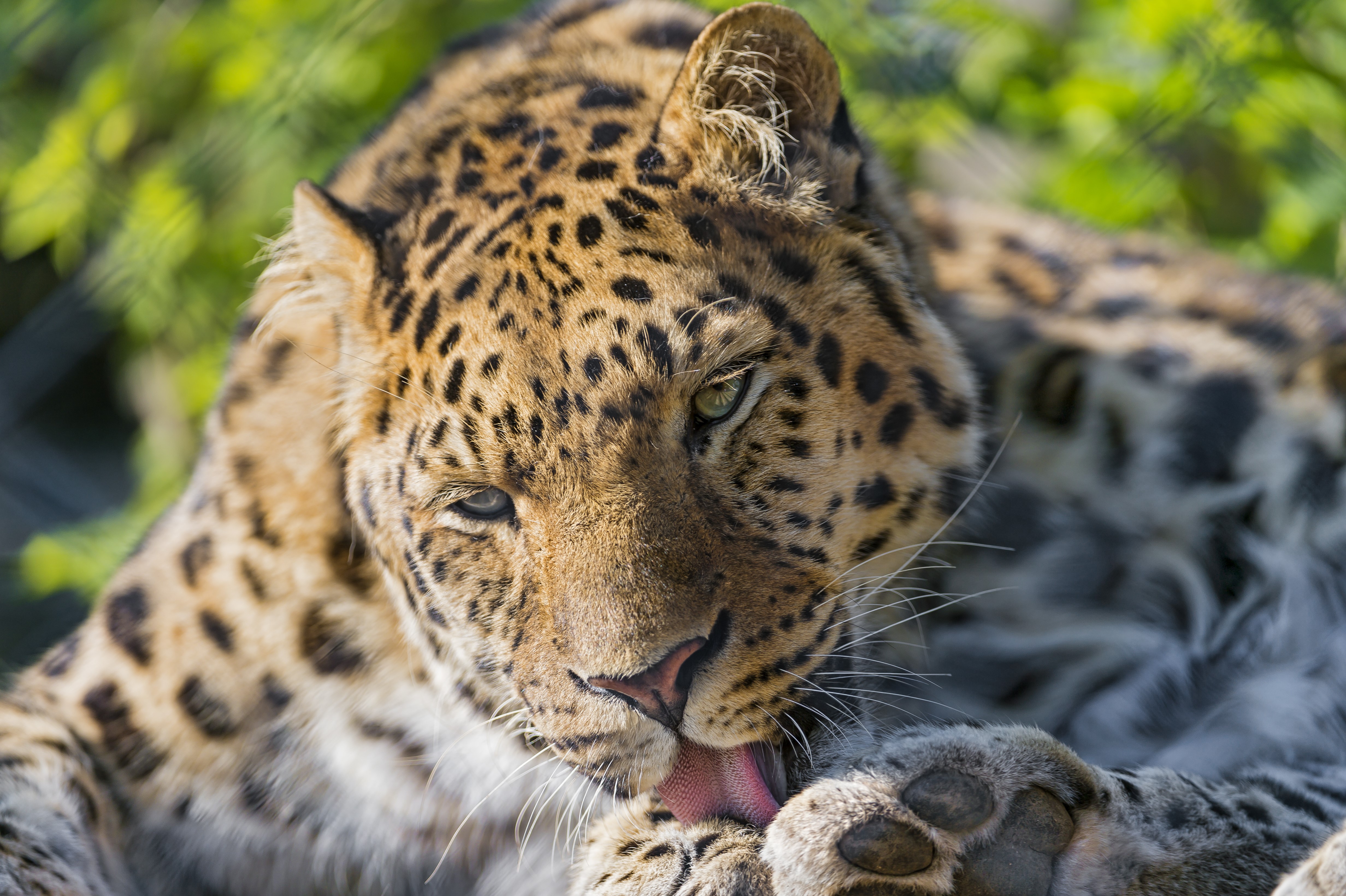 Leopard grooming its paw HD Wallpaper