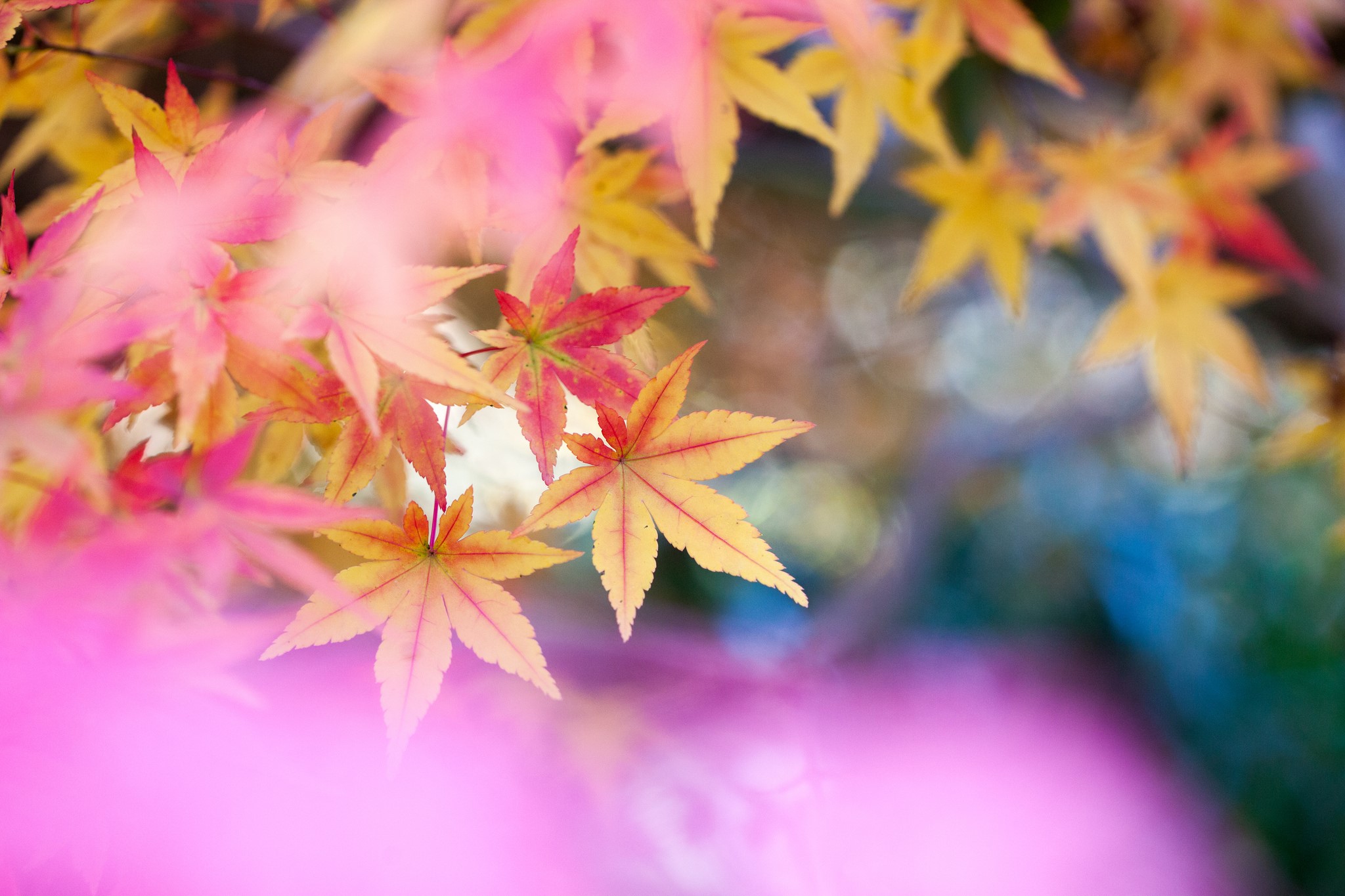 Autumn Maple Leaves with Bokeh HD Wallpaper
