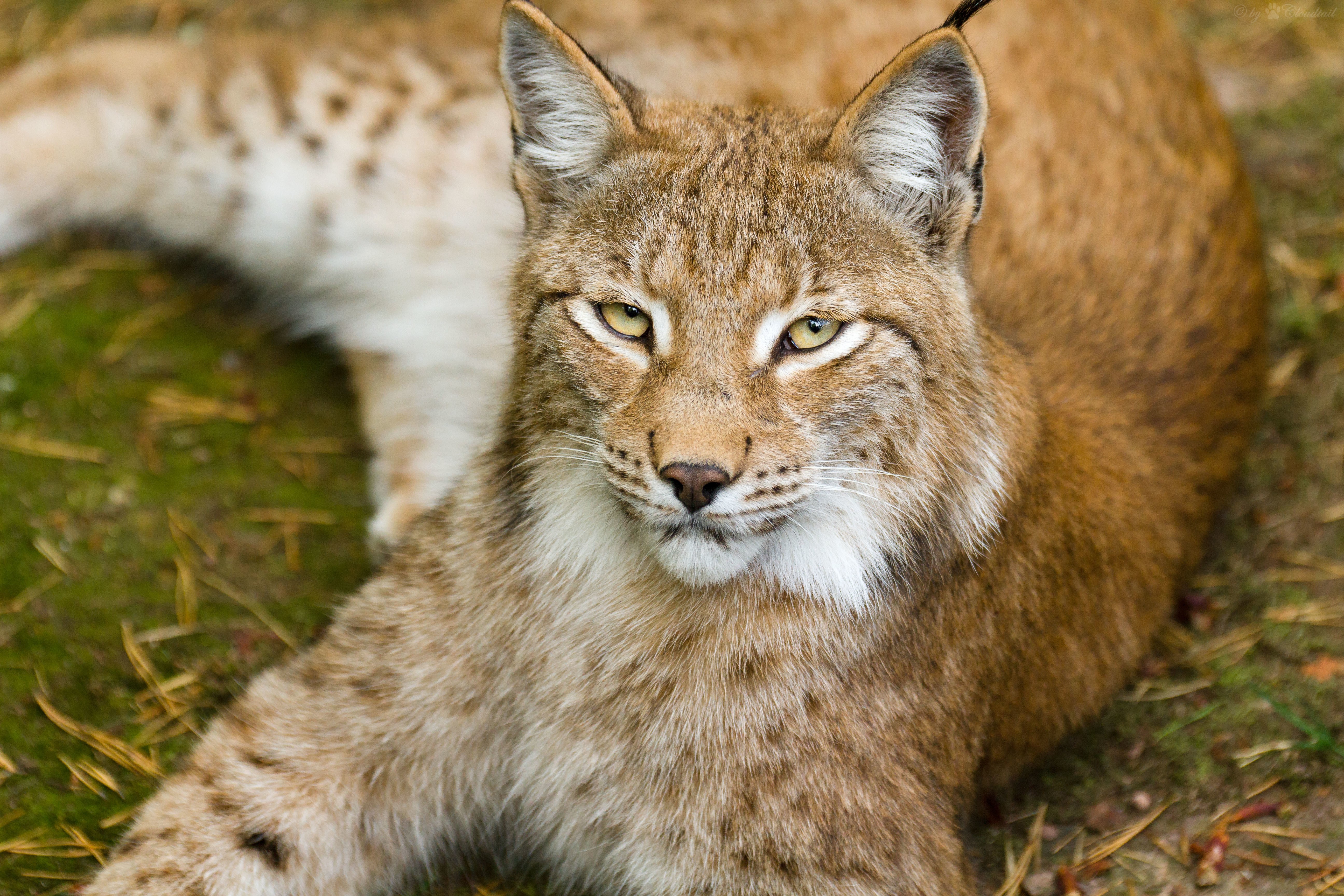 Lynx looking forward HD Wallpaper