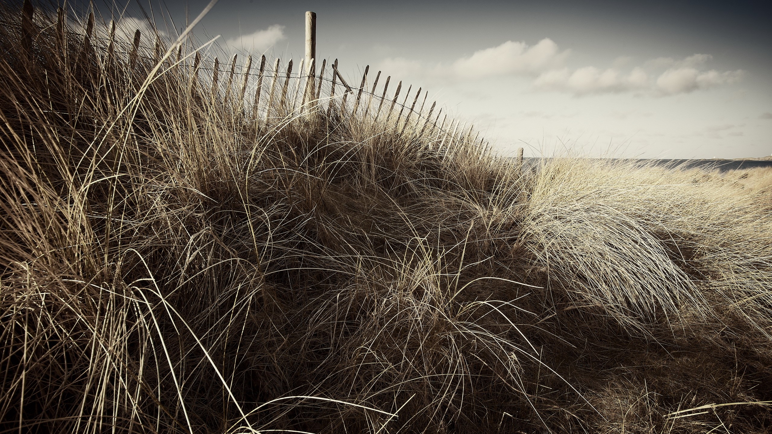 Dune grass and wooden fence on a cloudy day HD Wallpaper