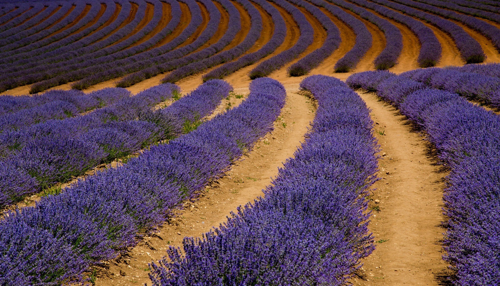 Lavender fields in rows HD Wallpaper