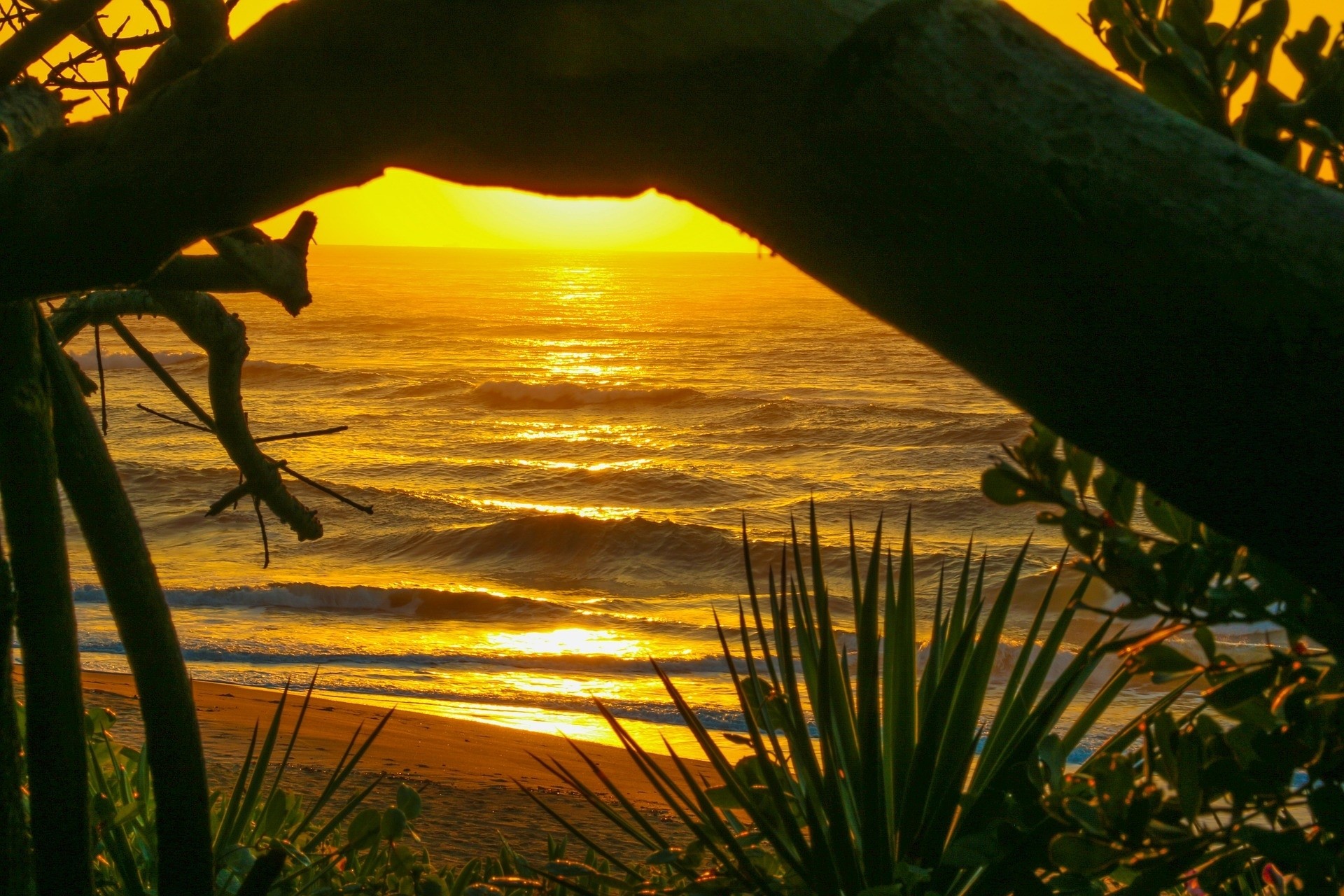 Sunset over the ocean viewed through trees and plants HD Wallpaper