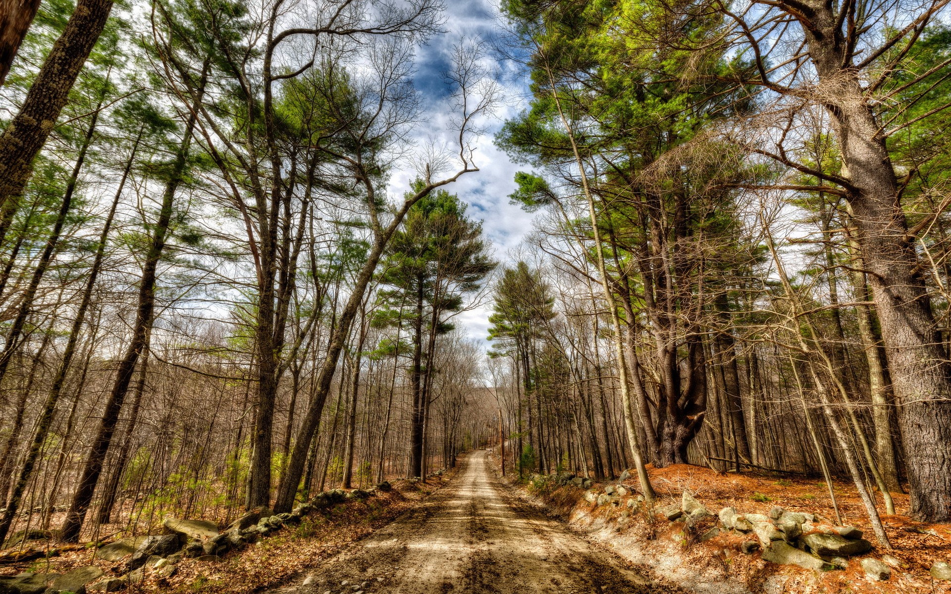 Dirt road through a forest with stone walls HD Wallpaper