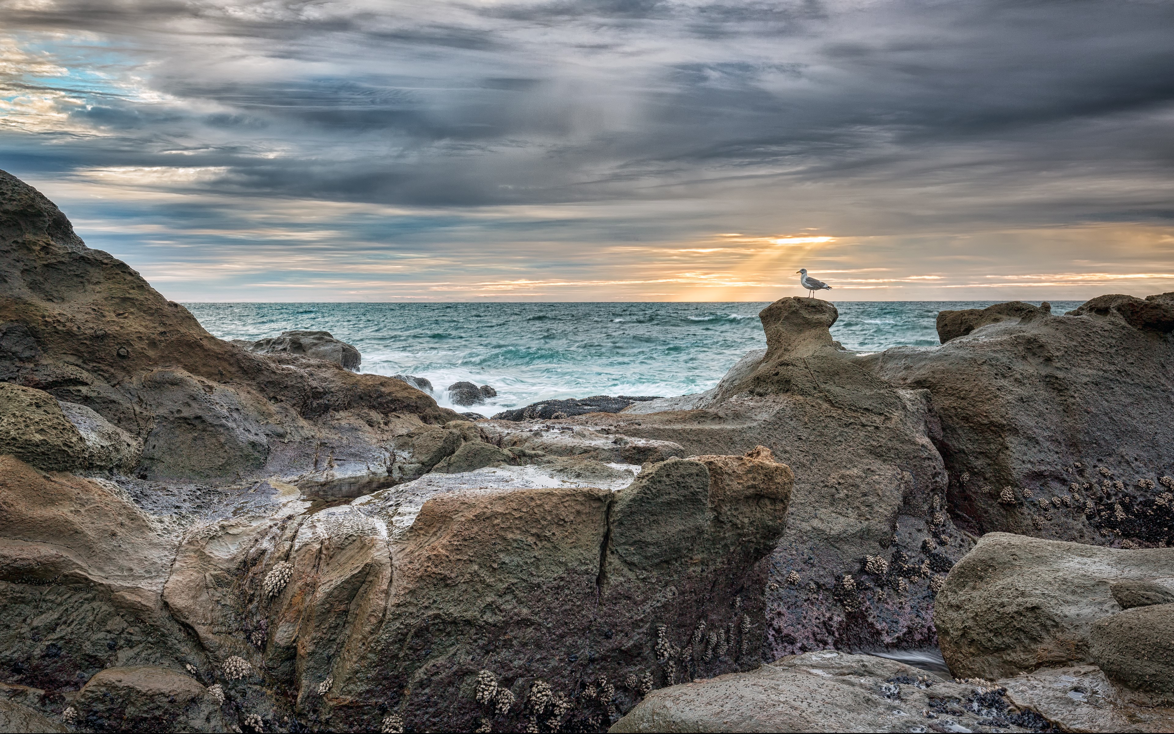 Seagull on Oregon Coast rocks at sunset HD Wallpaper