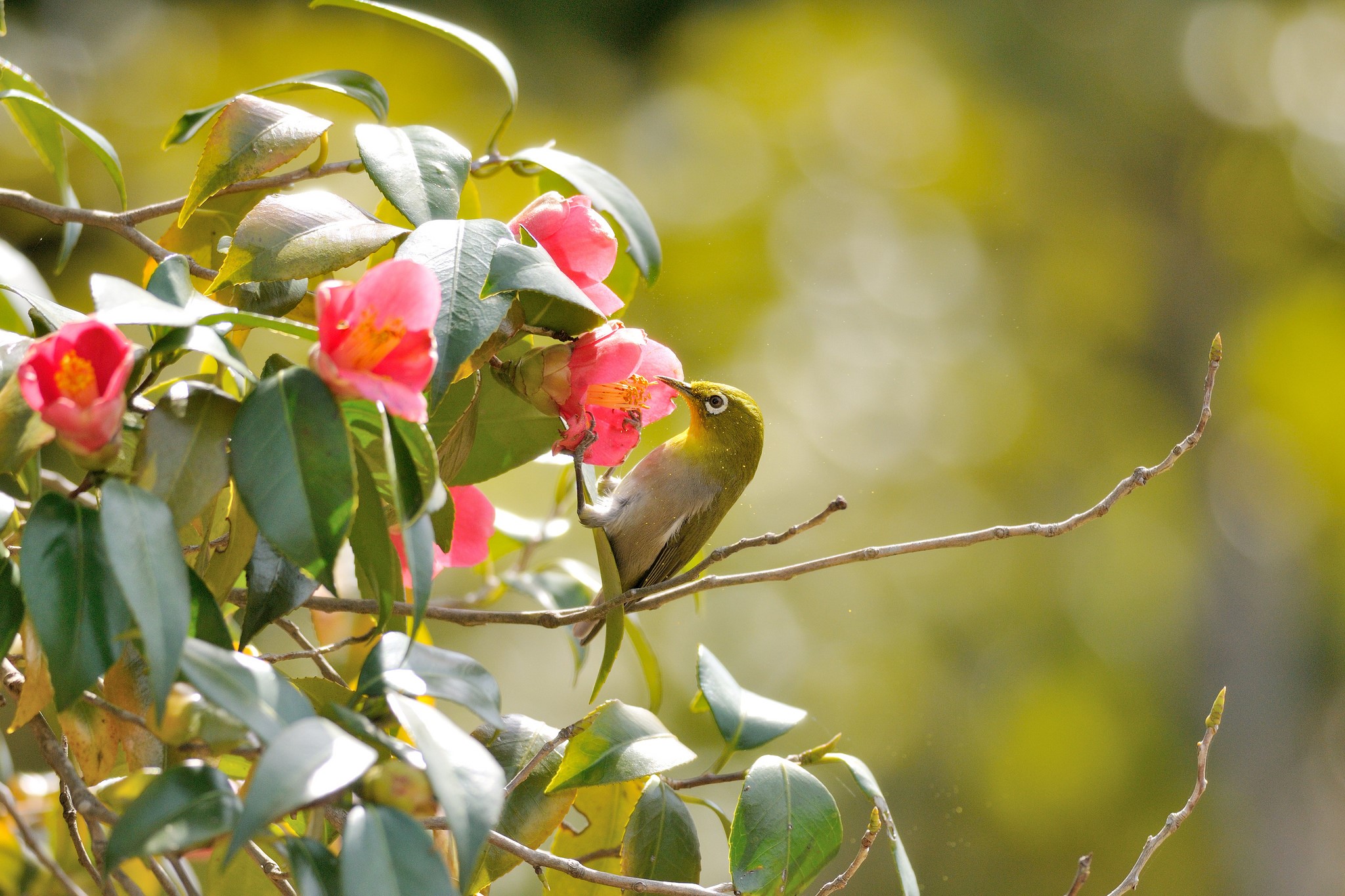 A bird drinks nectar from a pink camellia flower HD Wallpaper