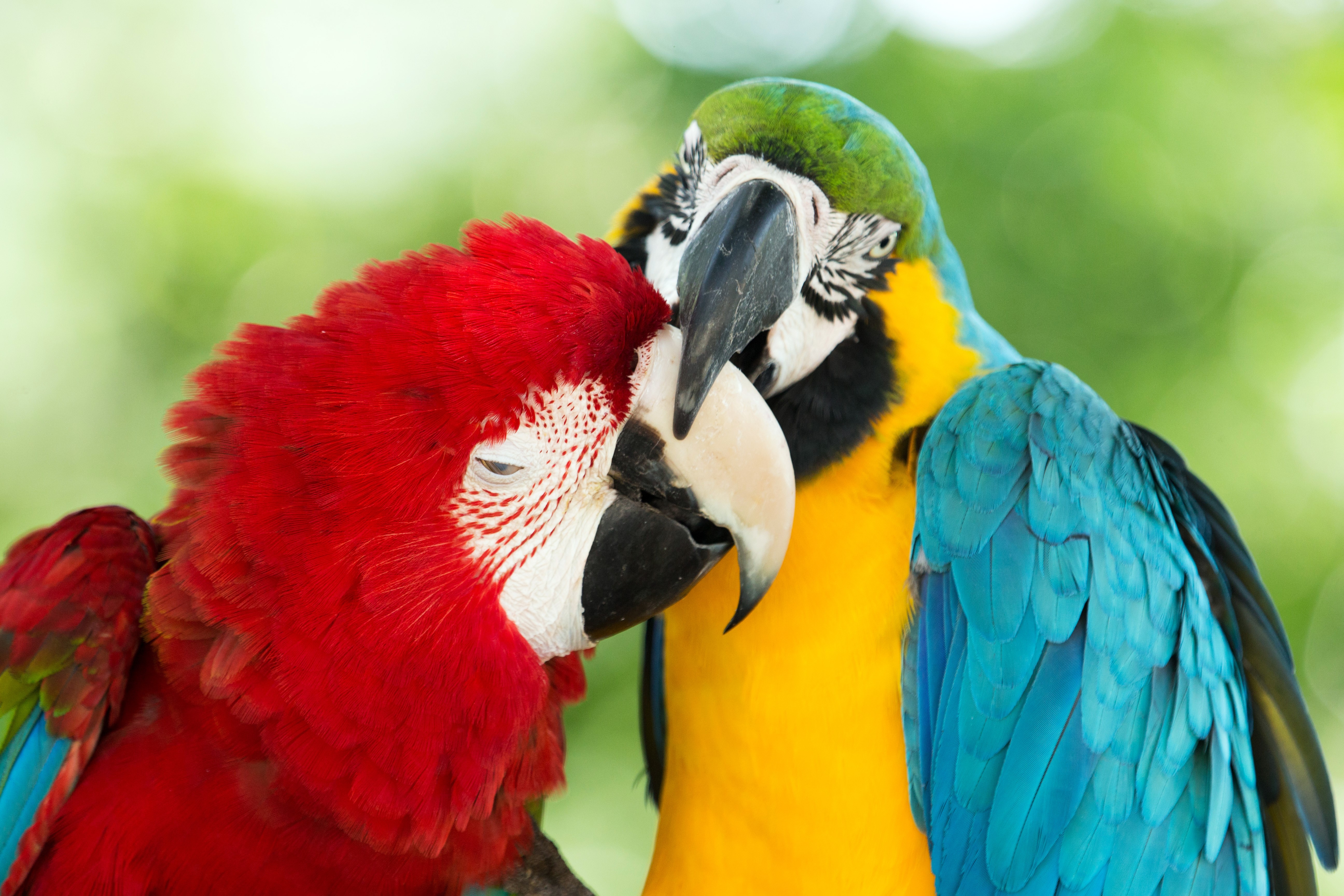 Two Macaw Parrots Close Up HD Wallpaper
