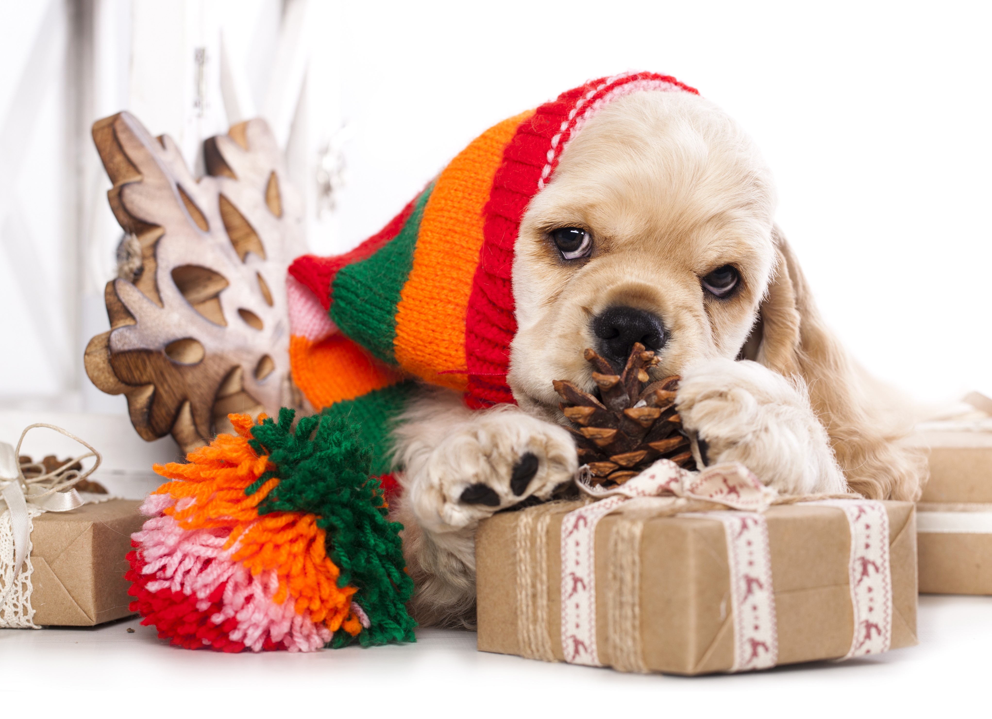 Puppy in a Christmas scarf with gifts HD Wallpaper