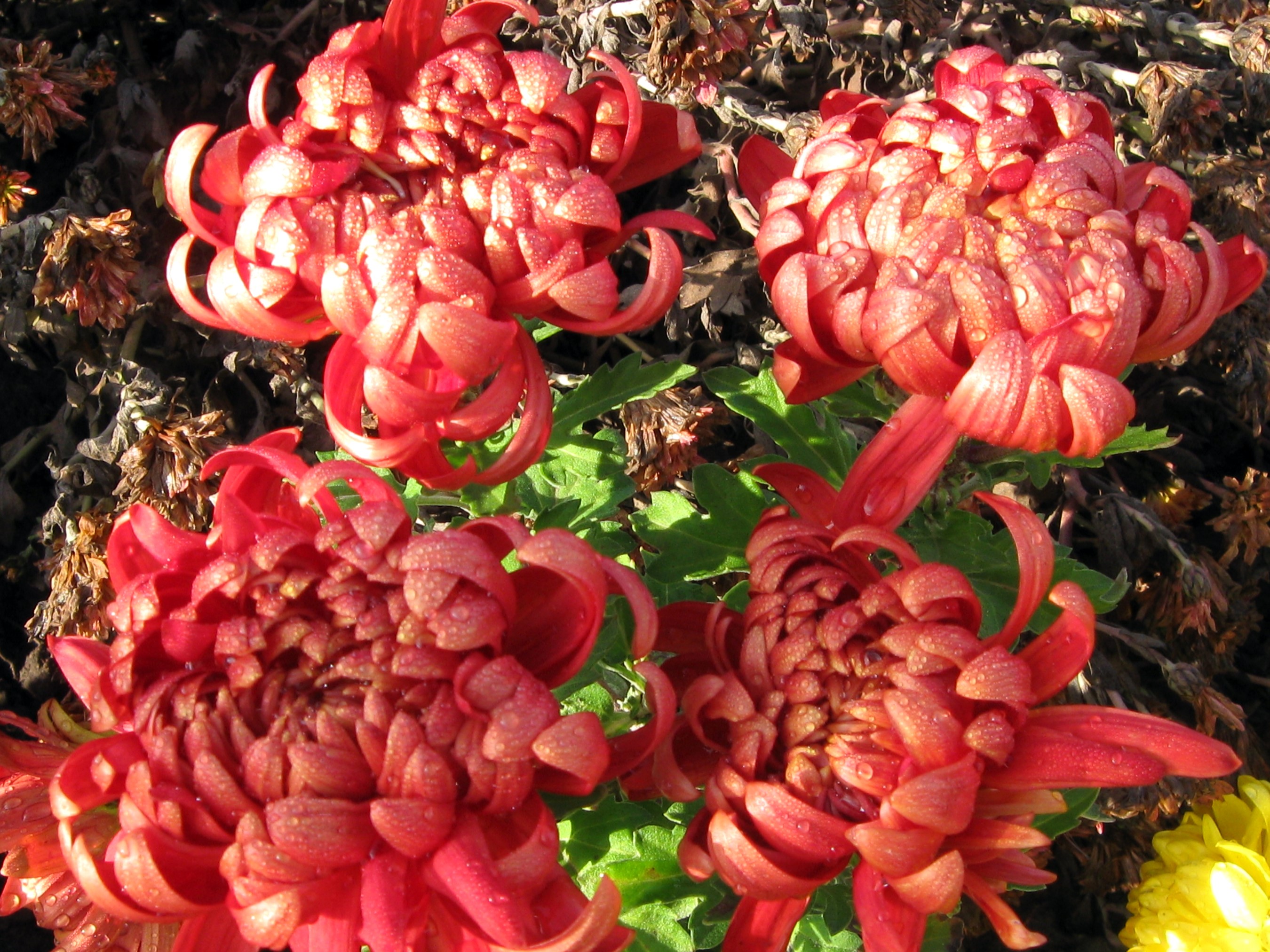 Red Chrysanthemums with Dew Drops HD Wallpaper