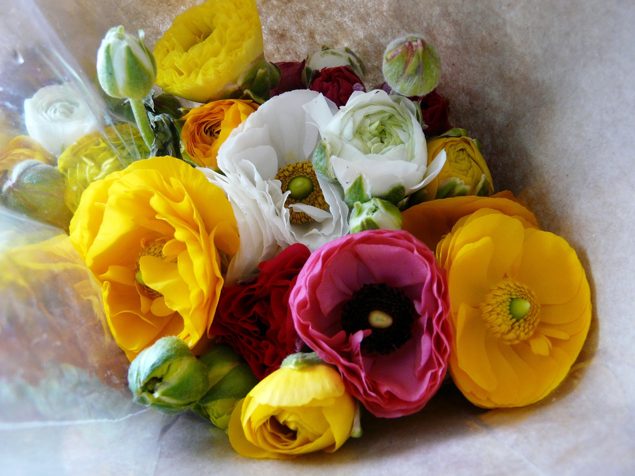 Bouquet of colorful Ranunculus flowers and buds HD Wallpaper