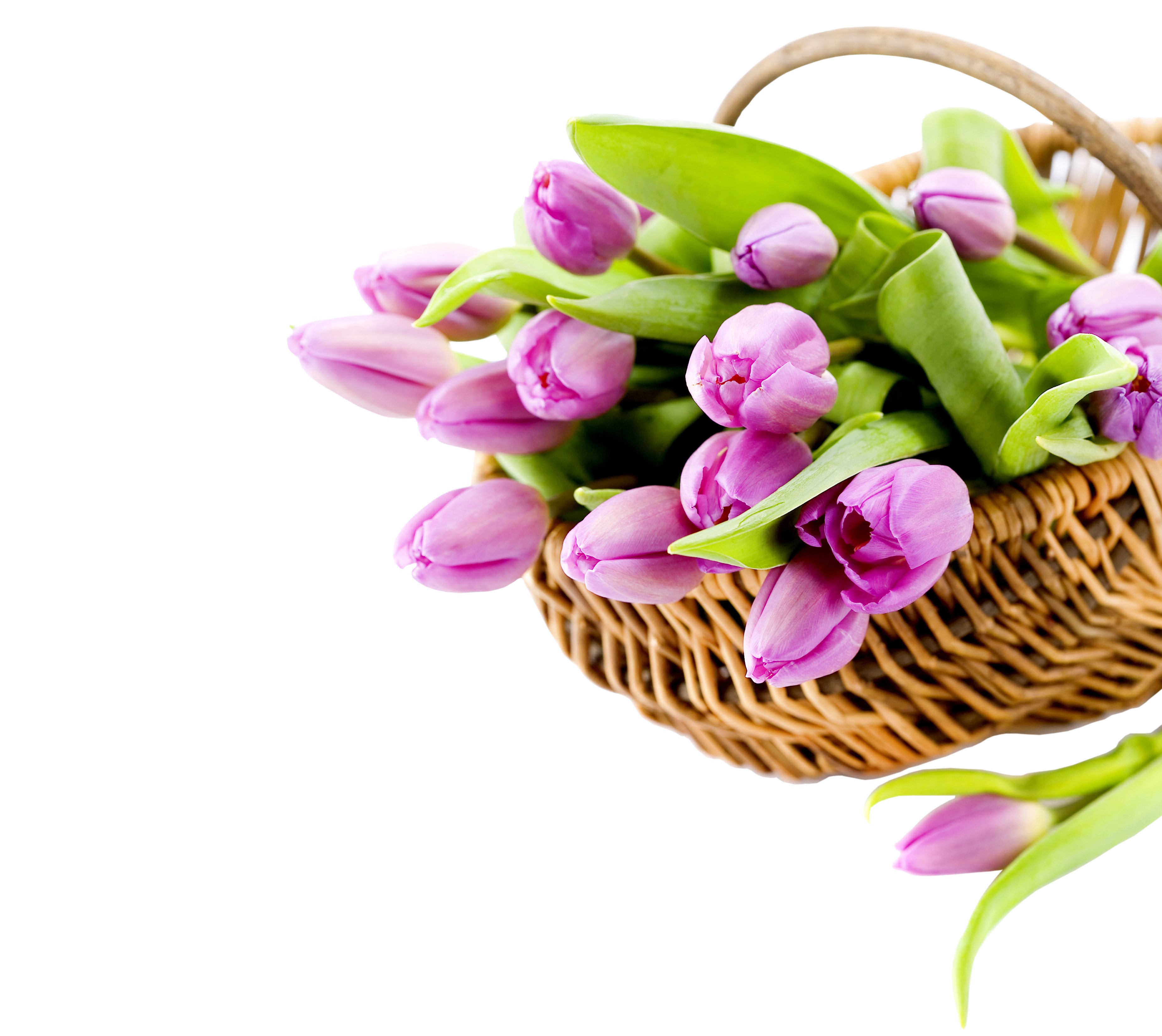 Pink tulips in a wicker basket HD Wallpaper