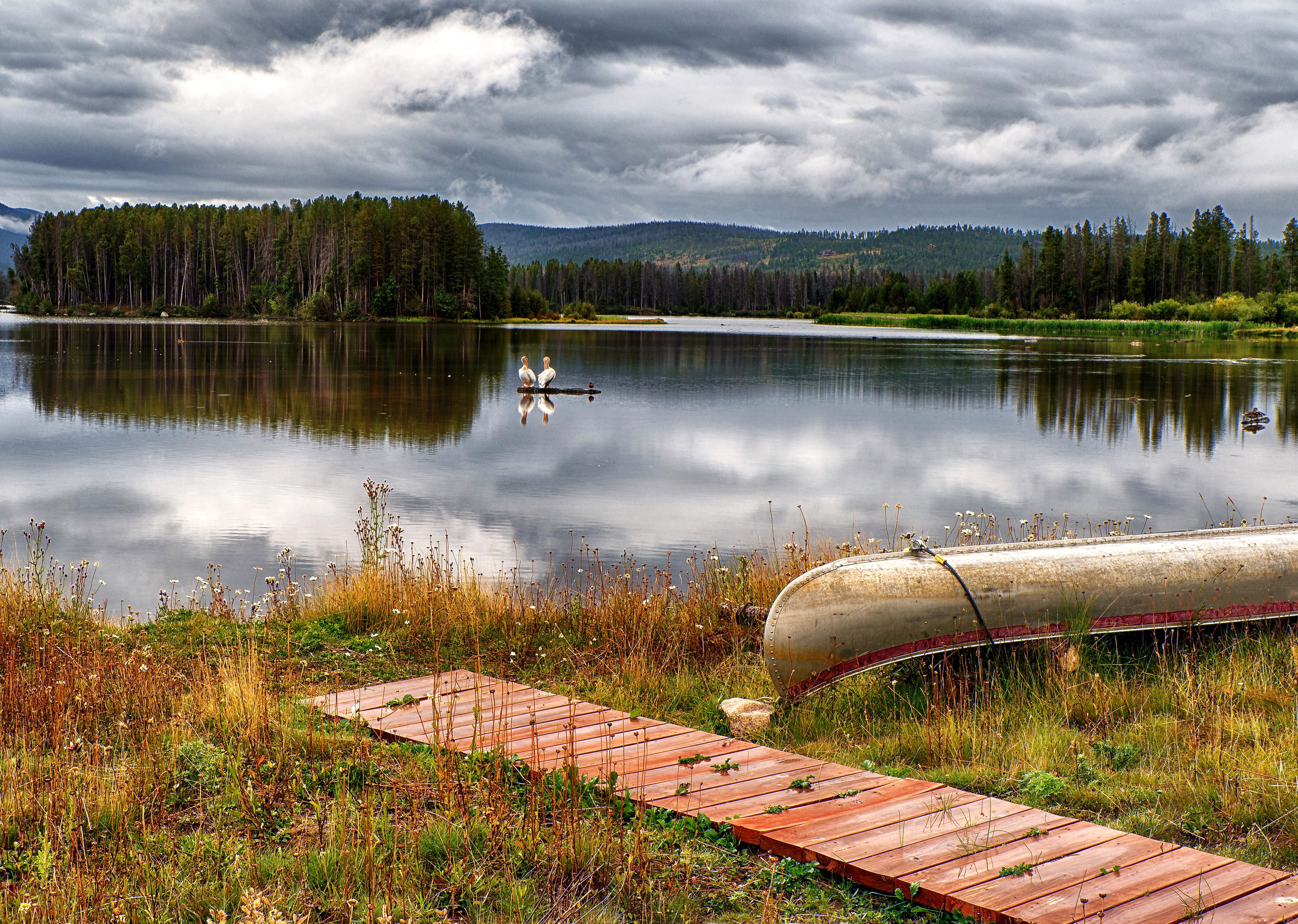 Two pelicans on a log in a lake in Colorado HD Wallpaper