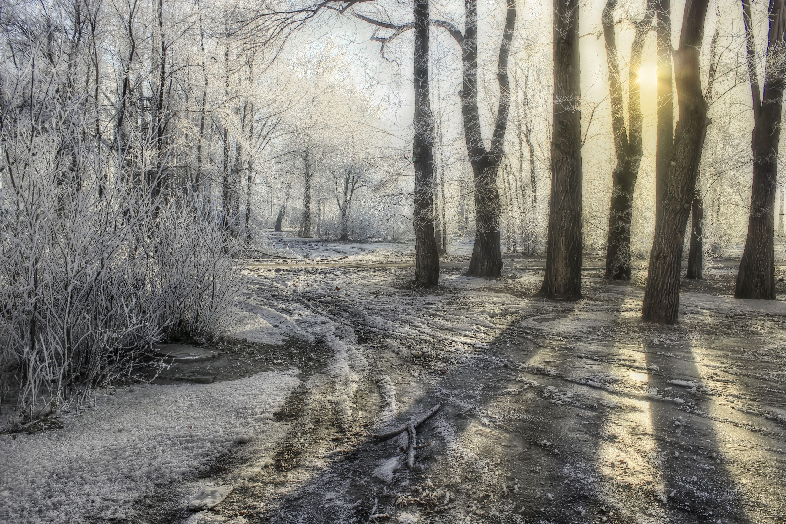 Winter forest with frost and sun rays HD Wallpaper