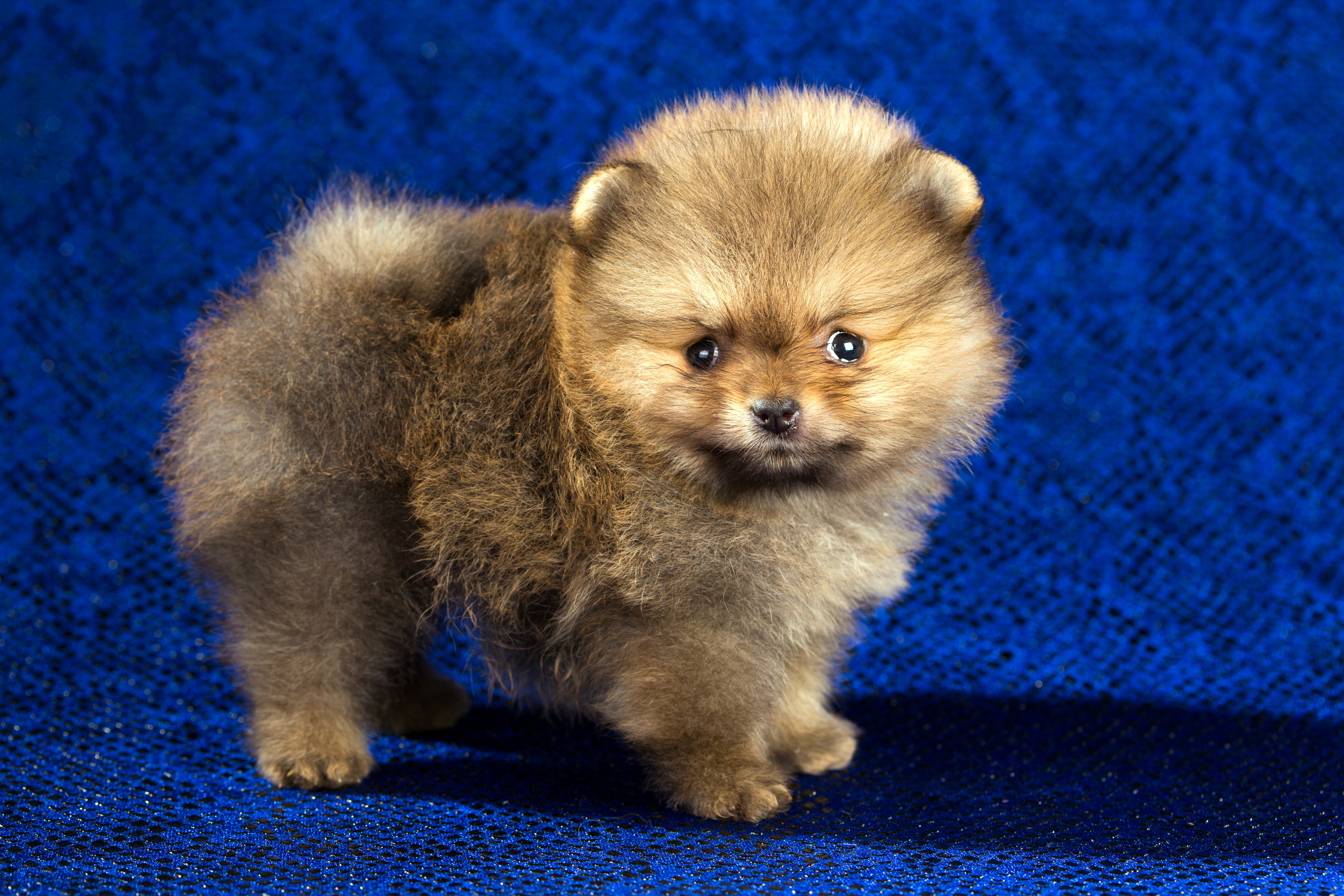 4K Pomeranian Puppy Dog HD Wallpaper