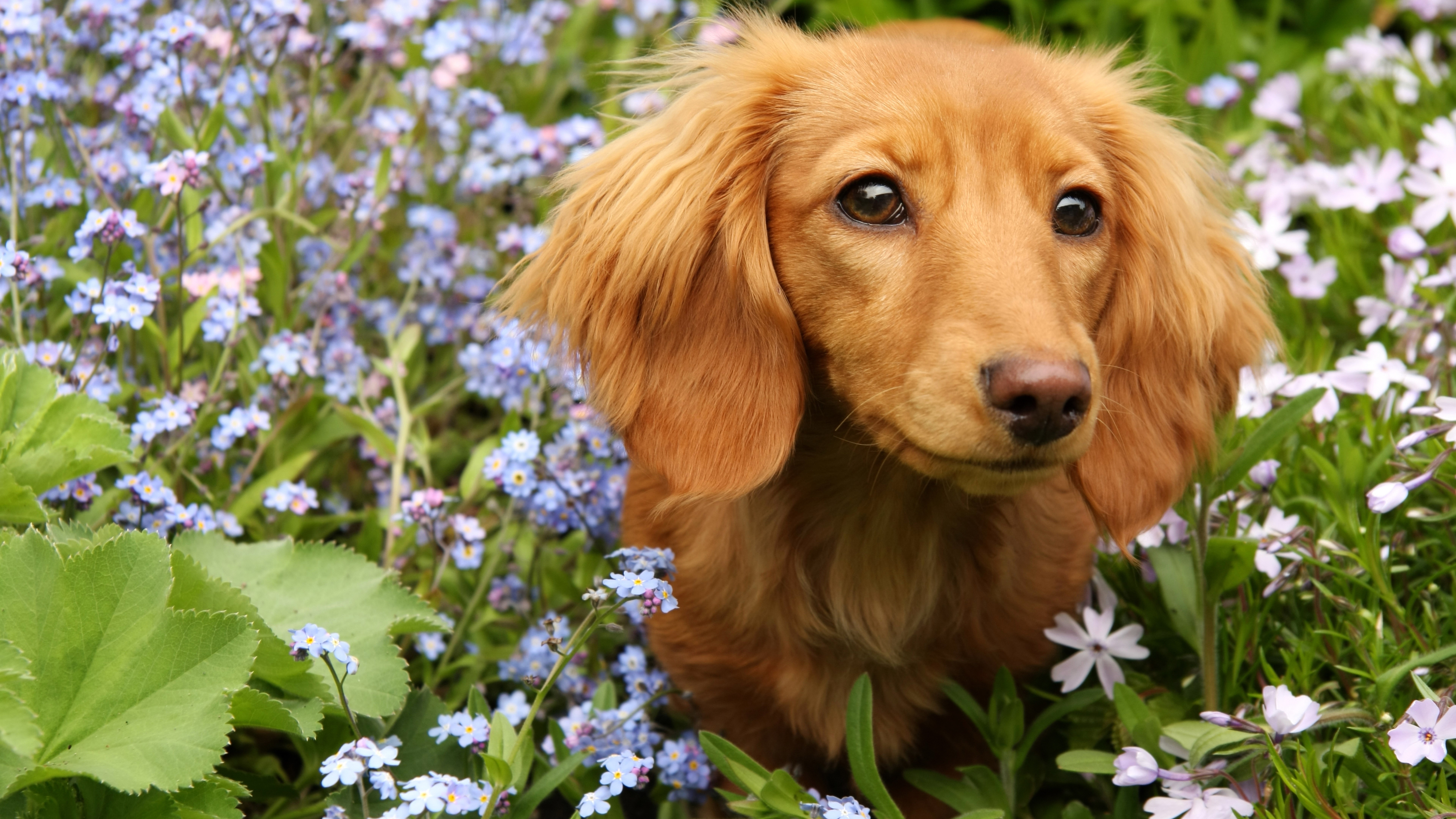 Dachshund puppy in a field of flowers HD Wallpaper