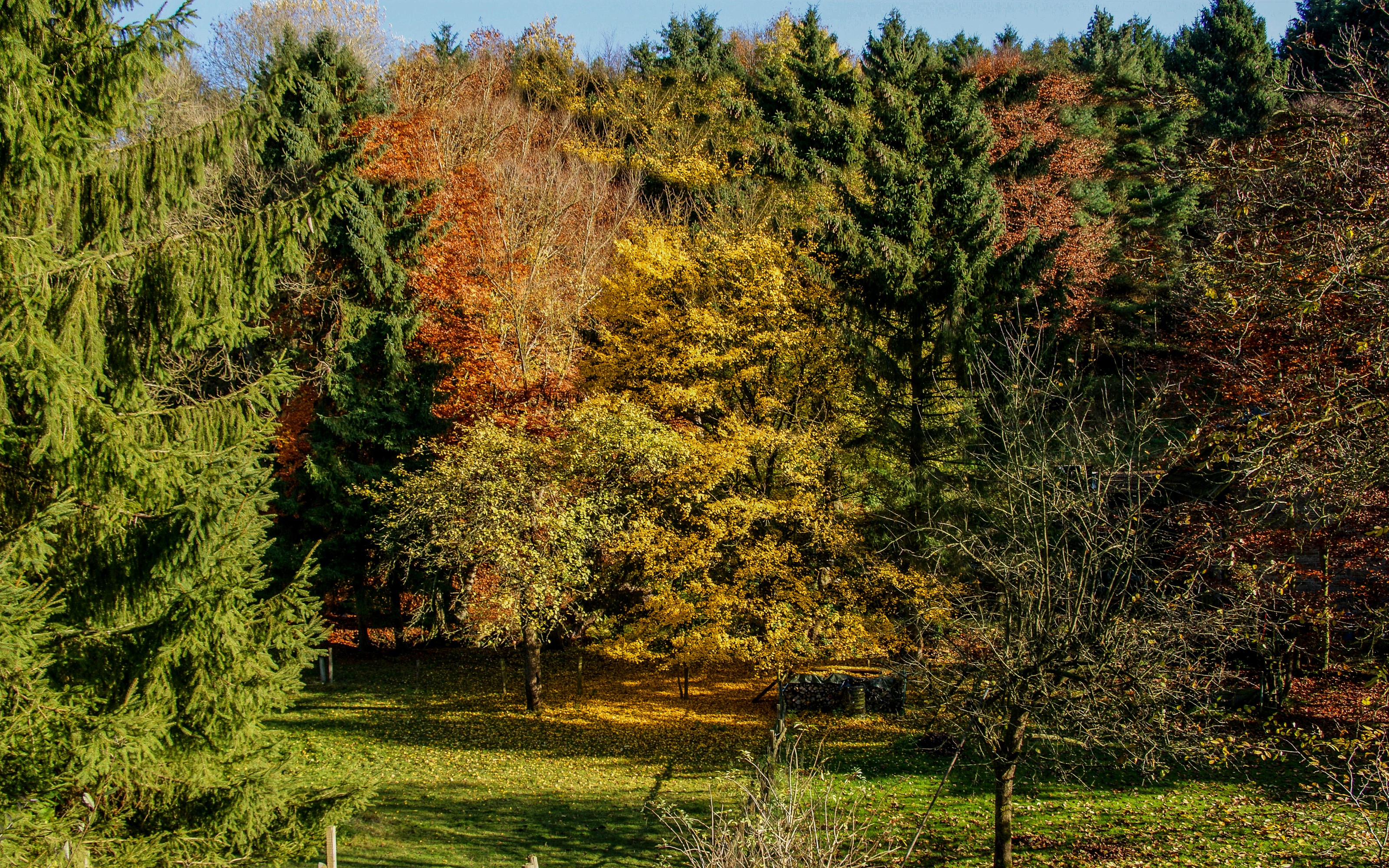 Autumn trees in Maurick Castle Park, Netherlands HD Wallpaper