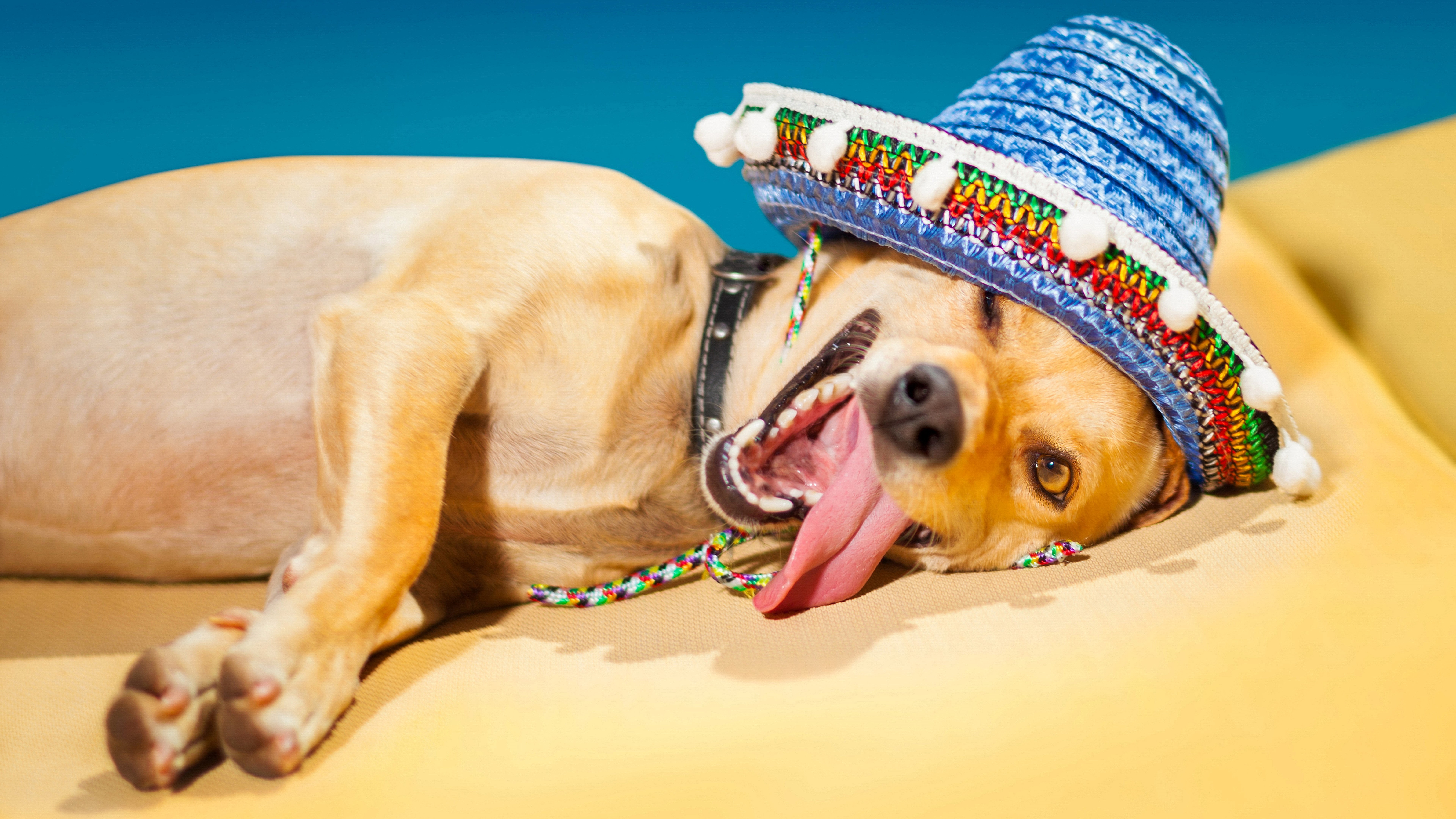 Dog wearing a sombrero lying down HD Wallpaper