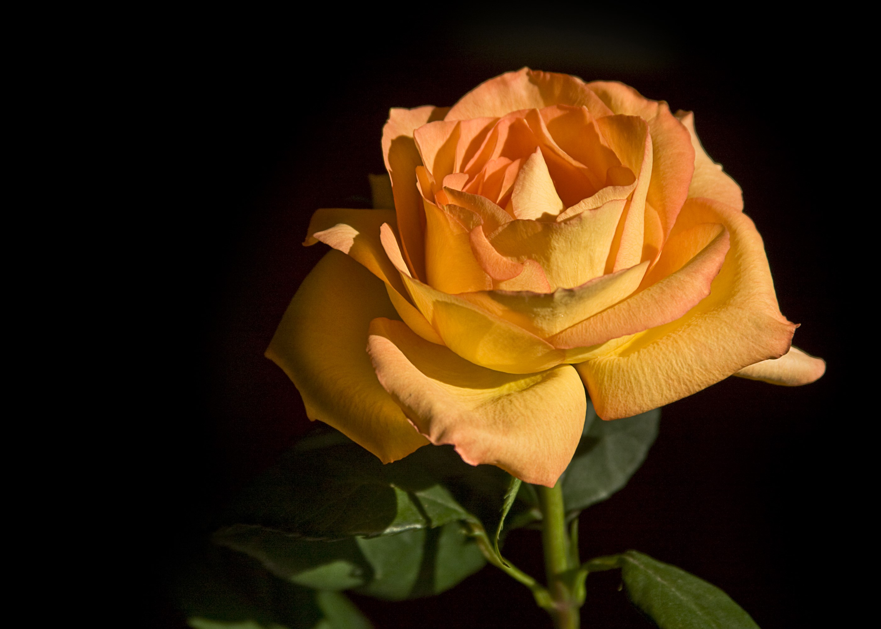 Orange rose with green leaves on black background HD Wallpaper