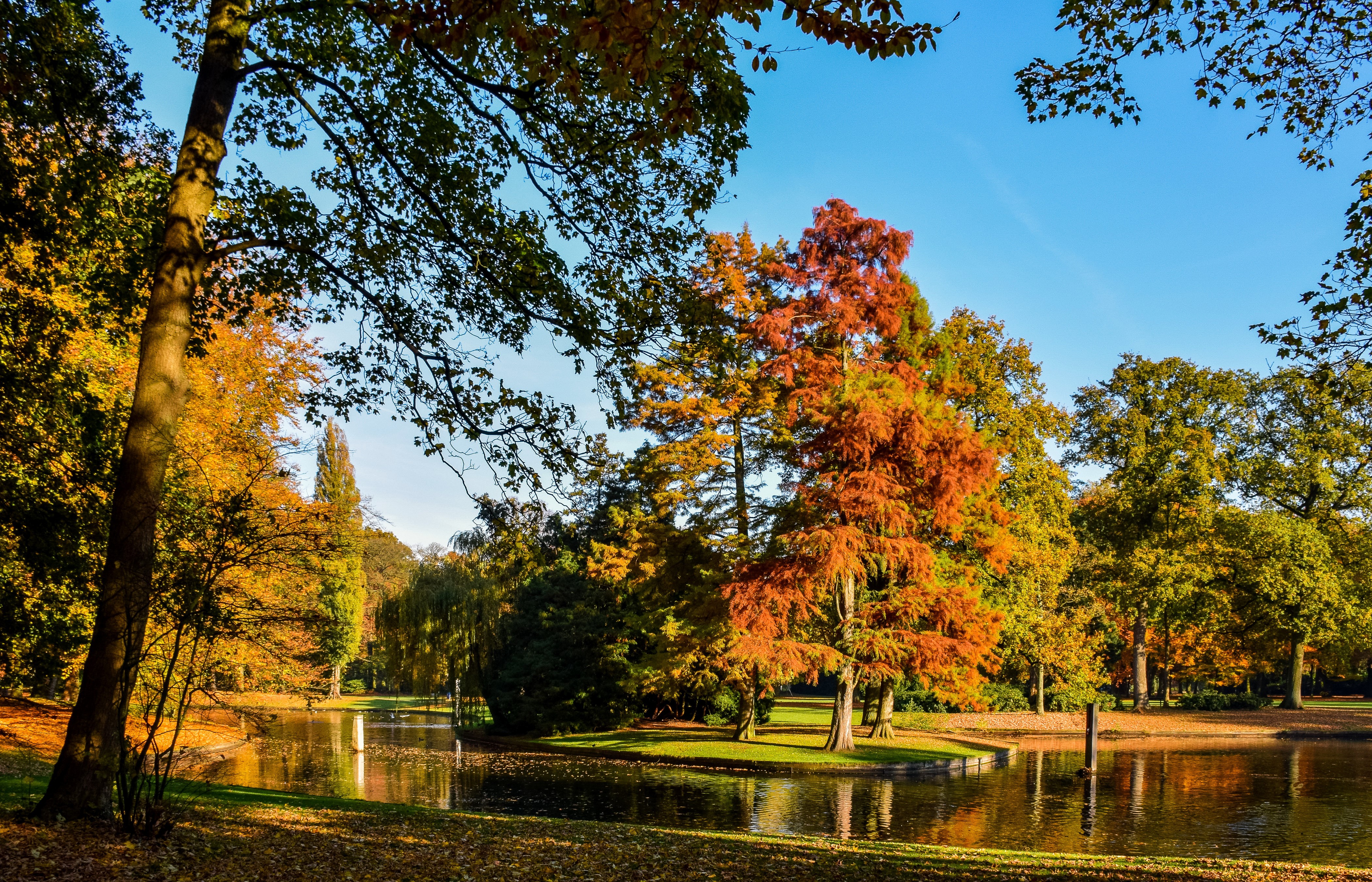 Autumn in Reeburgpark Vught, Netherlands with Pond and Trees HD Wallpaper