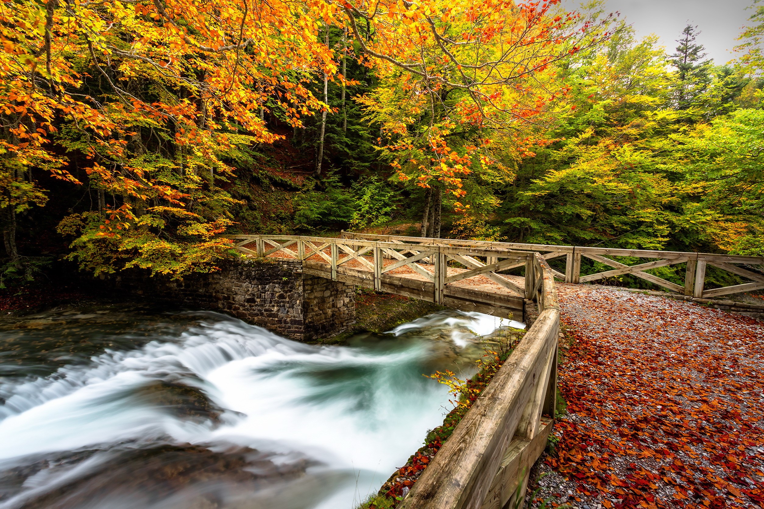 Wooden bridge over a river in autumn forest HD Wallpaper