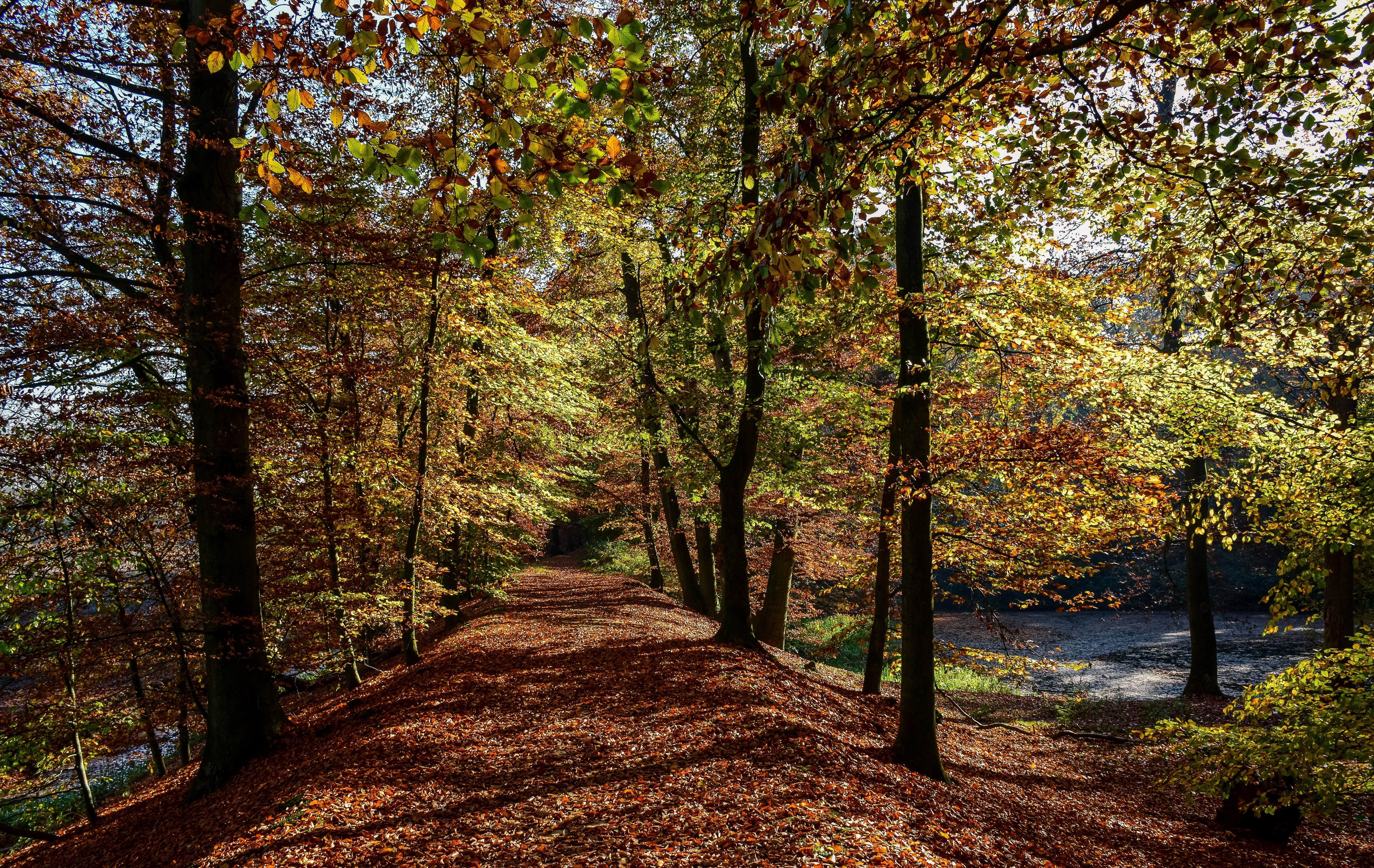 Autumn trees lining a path at Maurick Castle Park, Netherlands HD Wallpaper