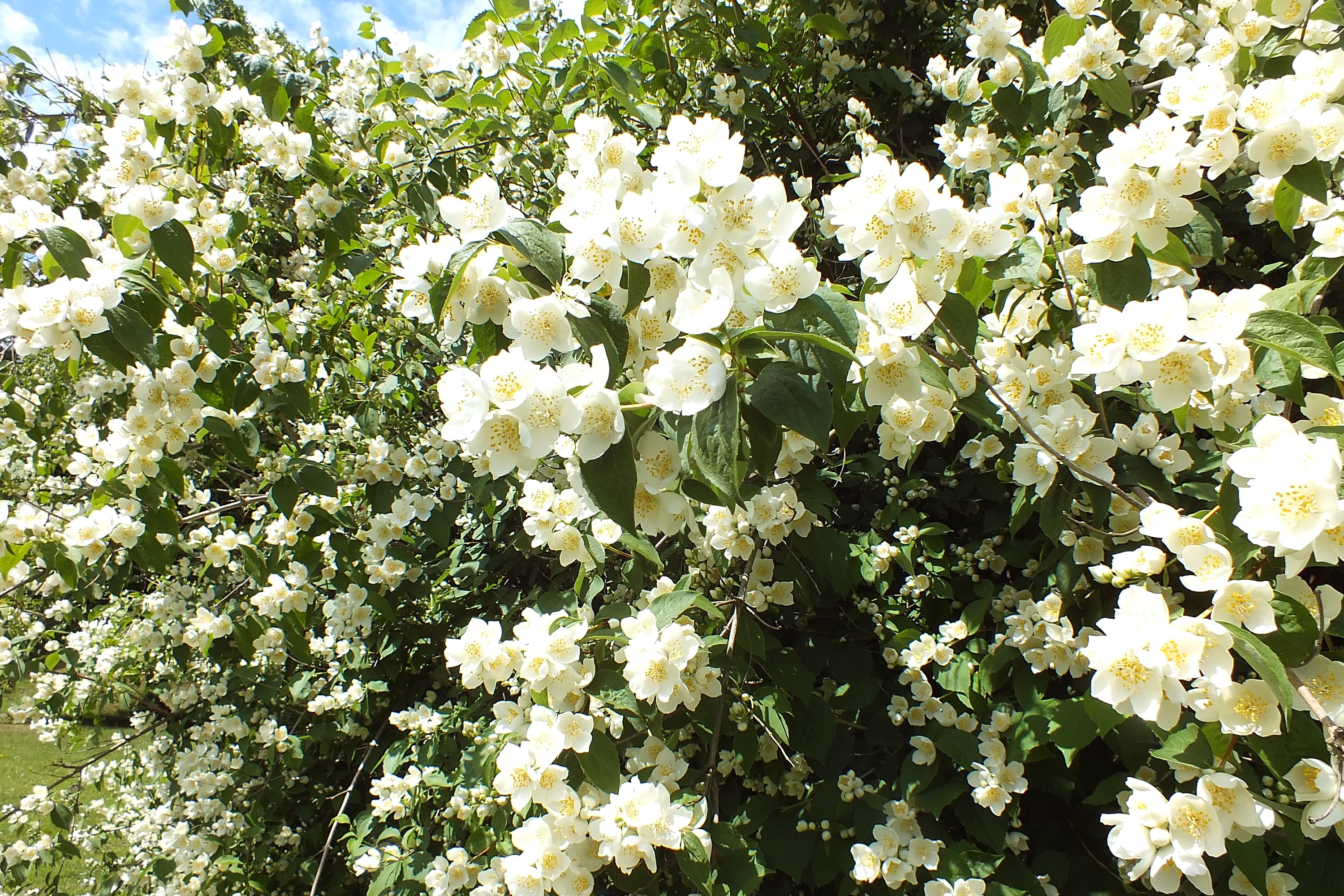 A bush full of white jasmine flowers HD Wallpaper
